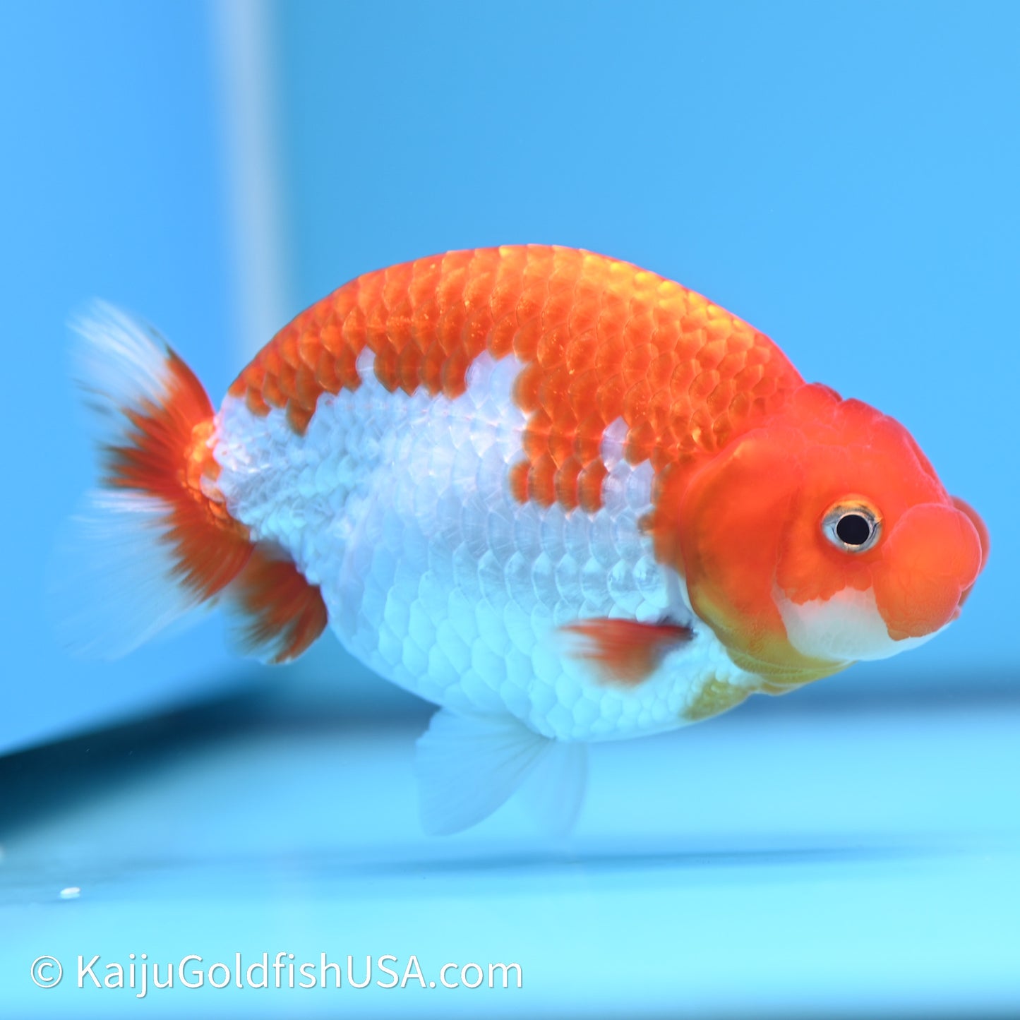 Red White Buffalo Ranchu 4in Body (240621_RC09) - Kaiju Goldfish USA