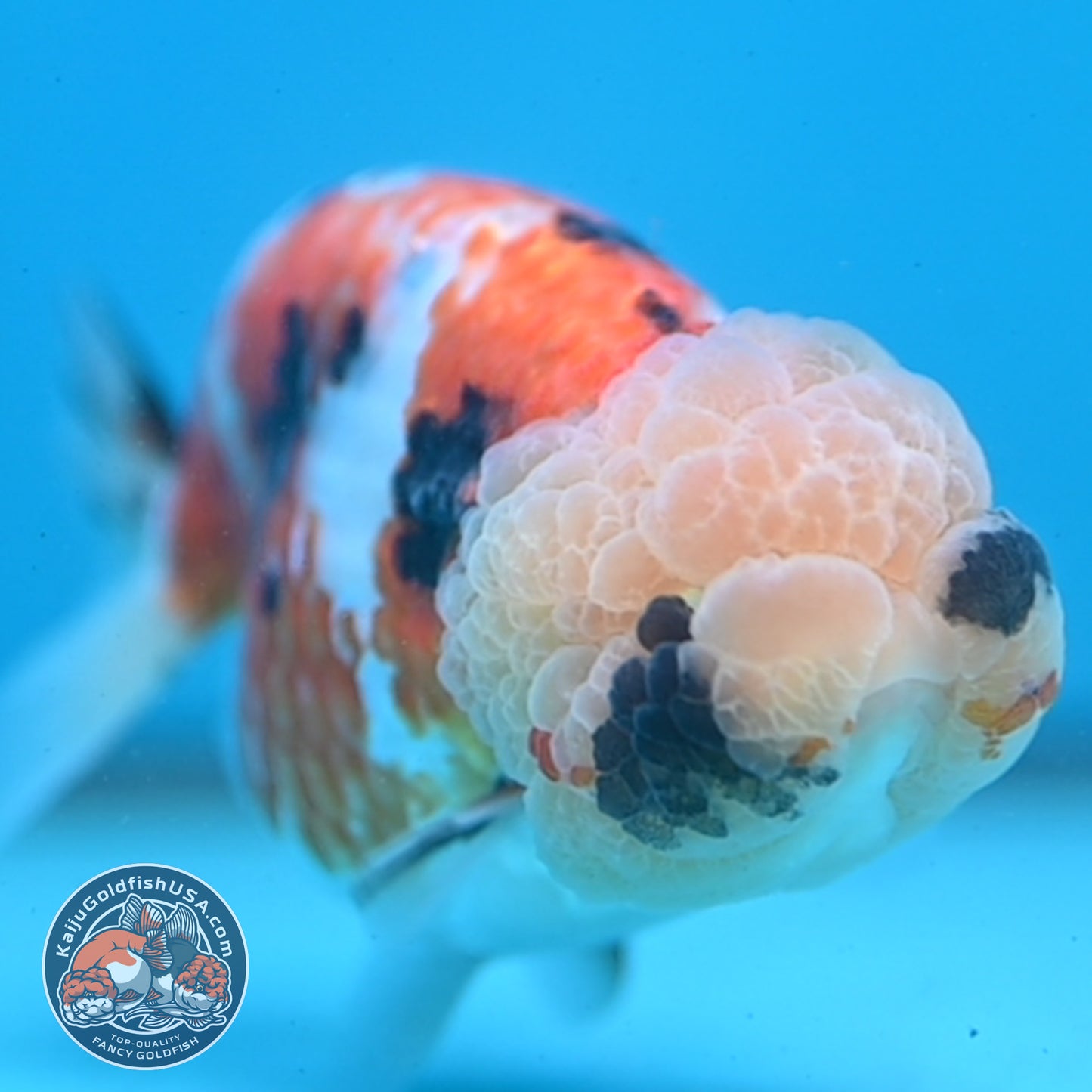 Tricolor Ranchu 3.75 inch Body (251003_RC09)