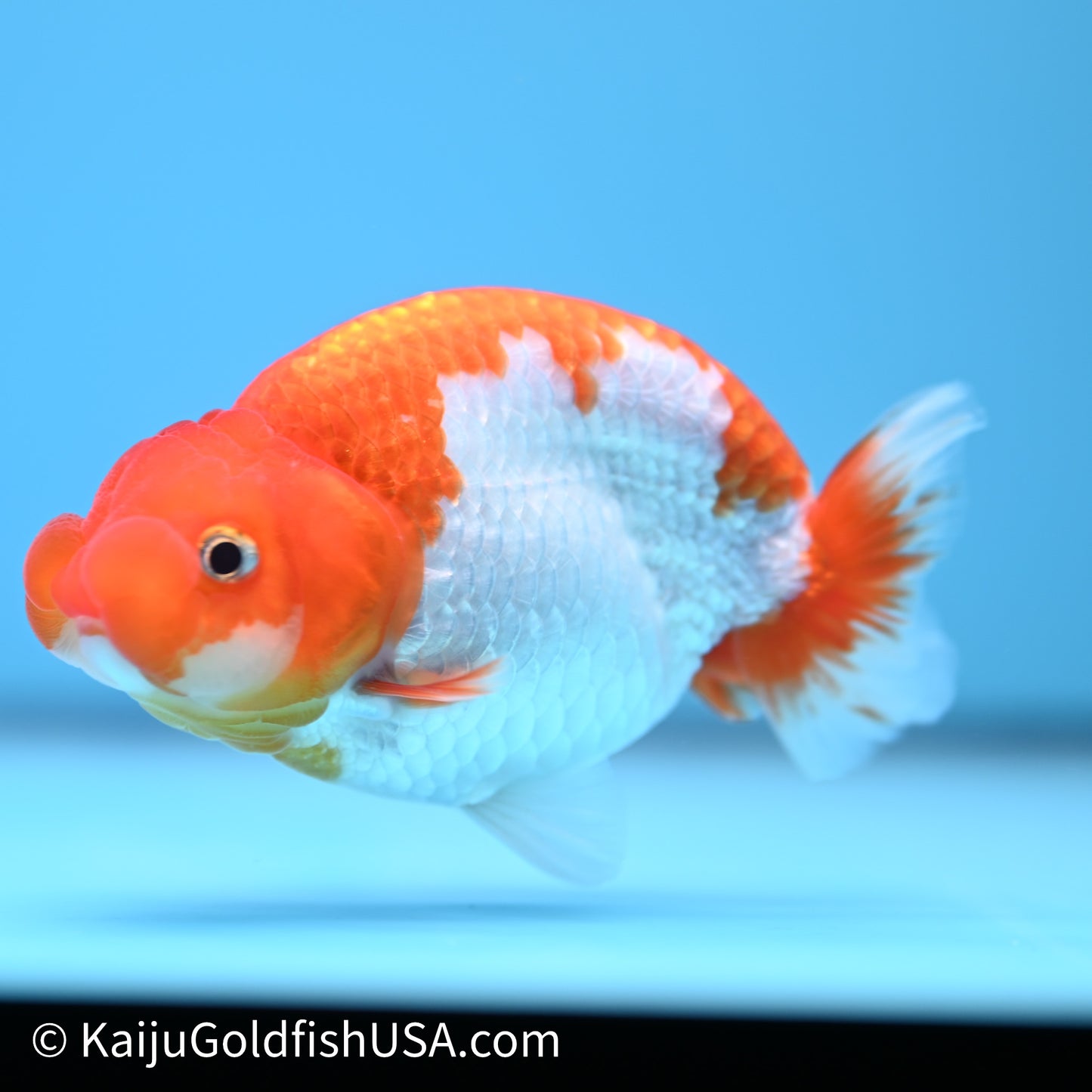 Red White Buffalo Ranchu 4in Body (240621_RC09) - Kaiju Goldfish USA