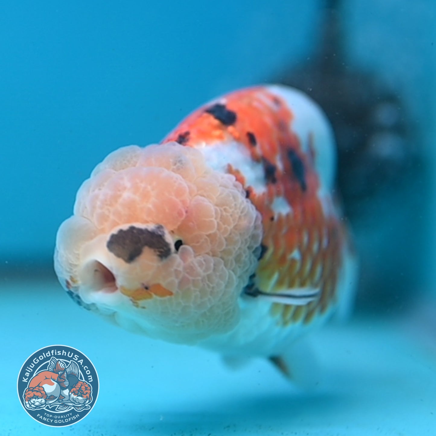 Tricolor Ranchu 3.75 inch Body (251003_RC09)
