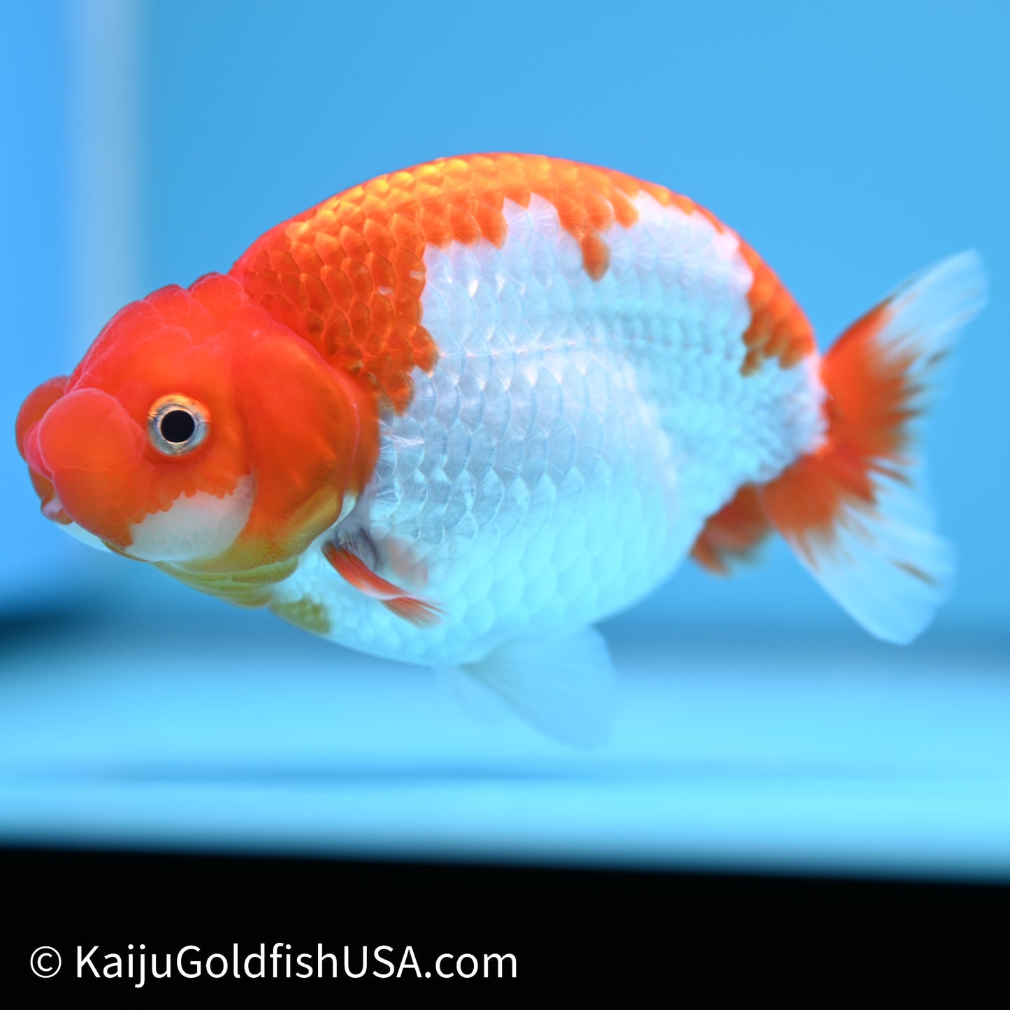 Red White Buffalo Ranchu 4in Body (240621_RC09) - Kaiju Goldfish USA