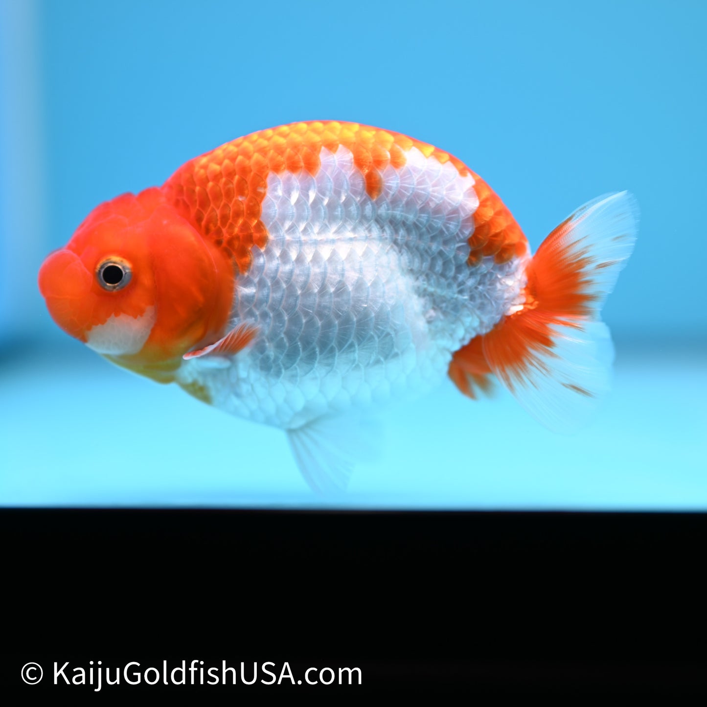 Red White Buffalo Ranchu 4in Body (240621_RC09) - Kaiju Goldfish USA