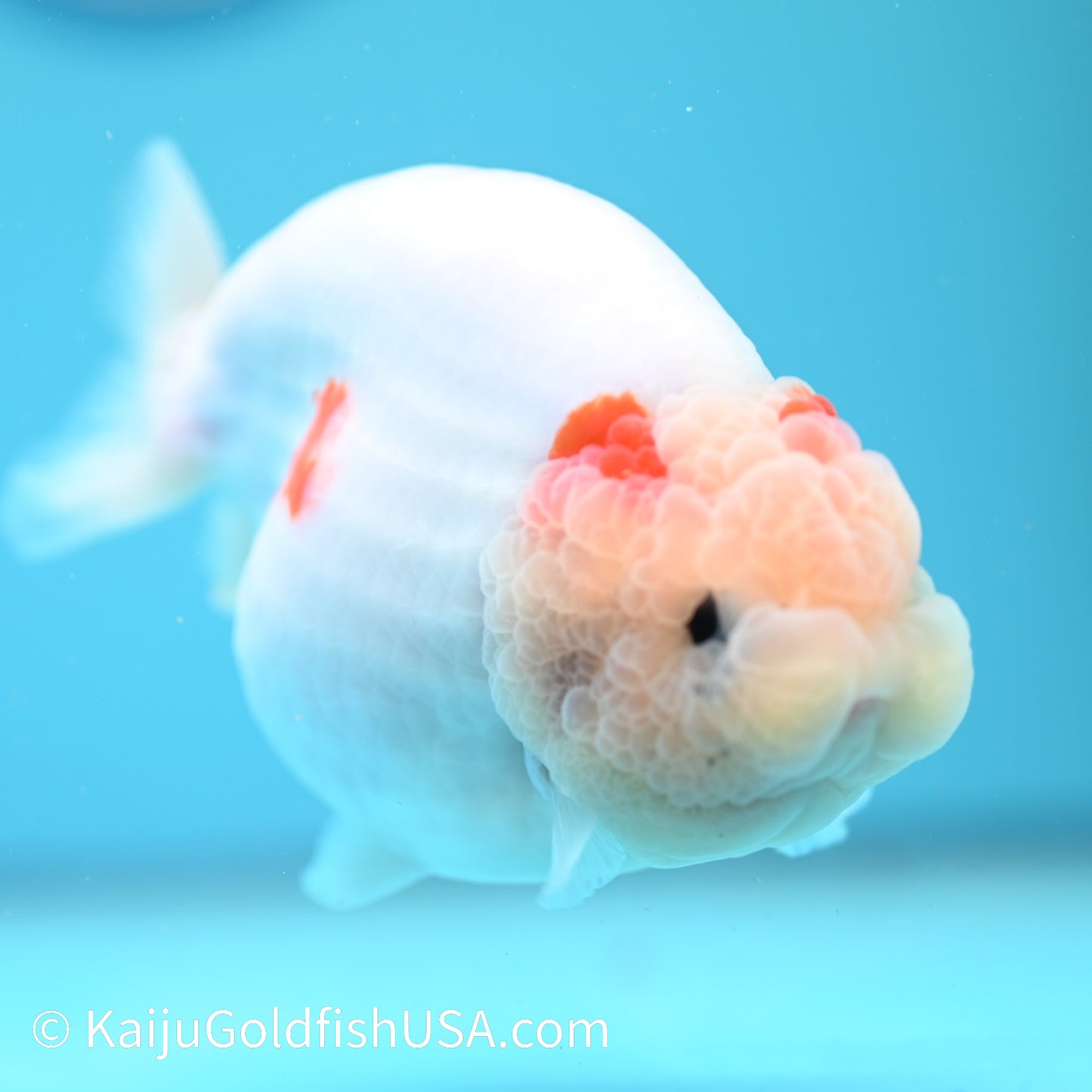 Water Ink Sakura Ranchu 5.5 inches(240510_RC09) - Kaiju Goldfish USA