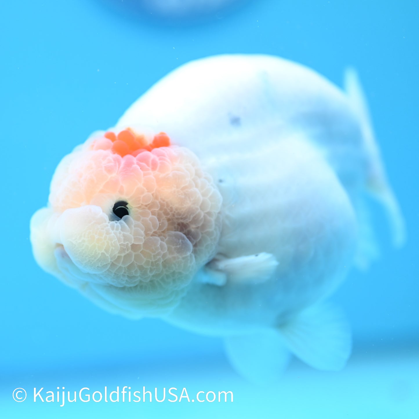 Water Ink Sakura Ranchu 5.5 inches(240510_RC09) - Kaiju Goldfish USA