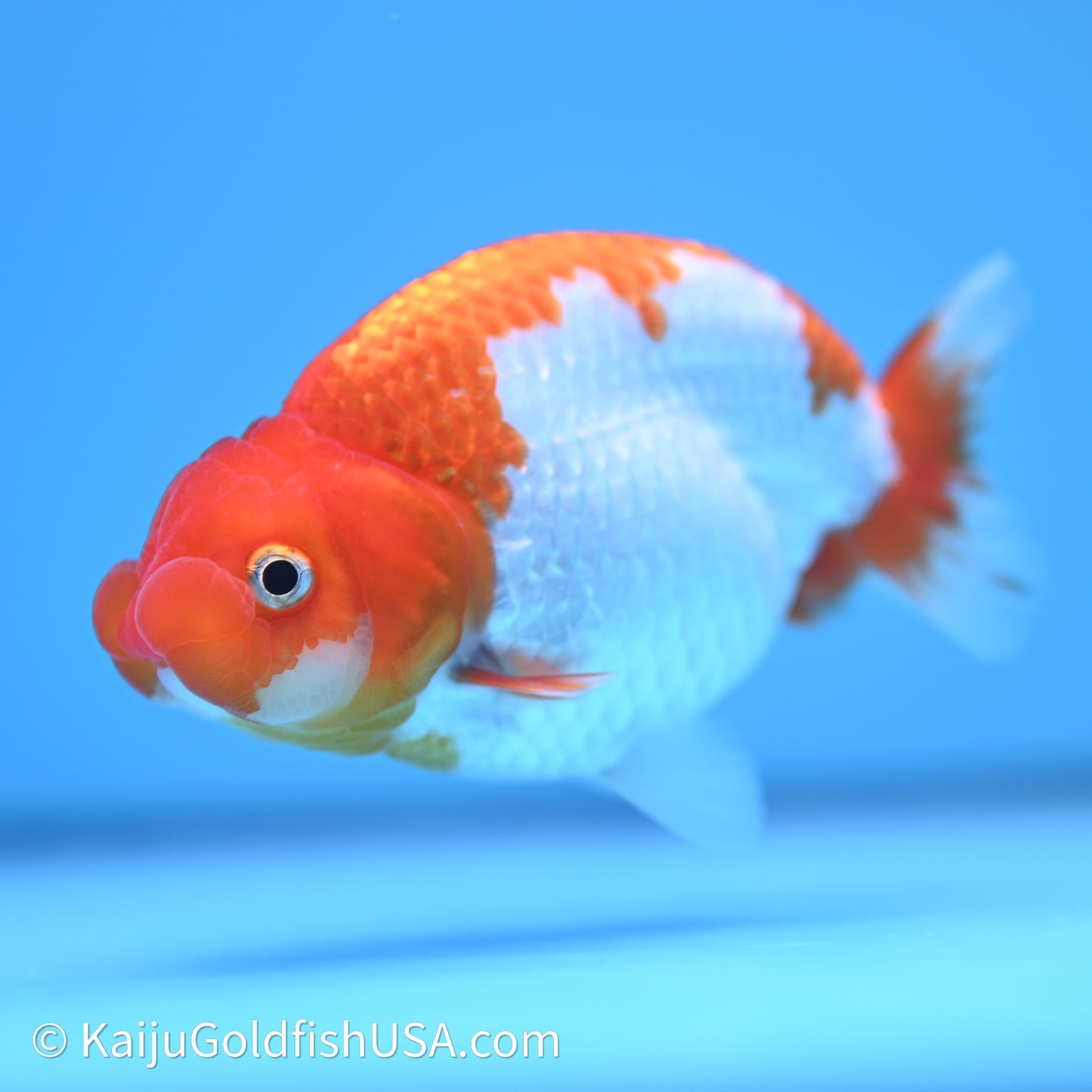 Red White Buffalo Ranchu 4in Body (240621_RC09) - Kaiju Goldfish USA