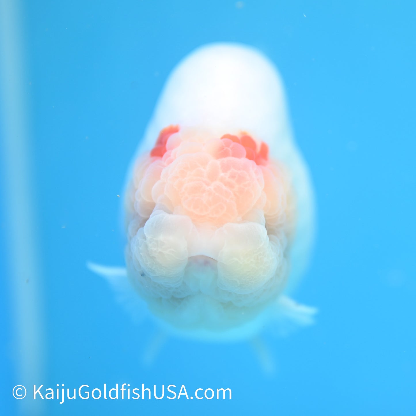 Water Ink Sakura Ranchu 5.5 inches(240510_RC09) - Kaiju Goldfish USA