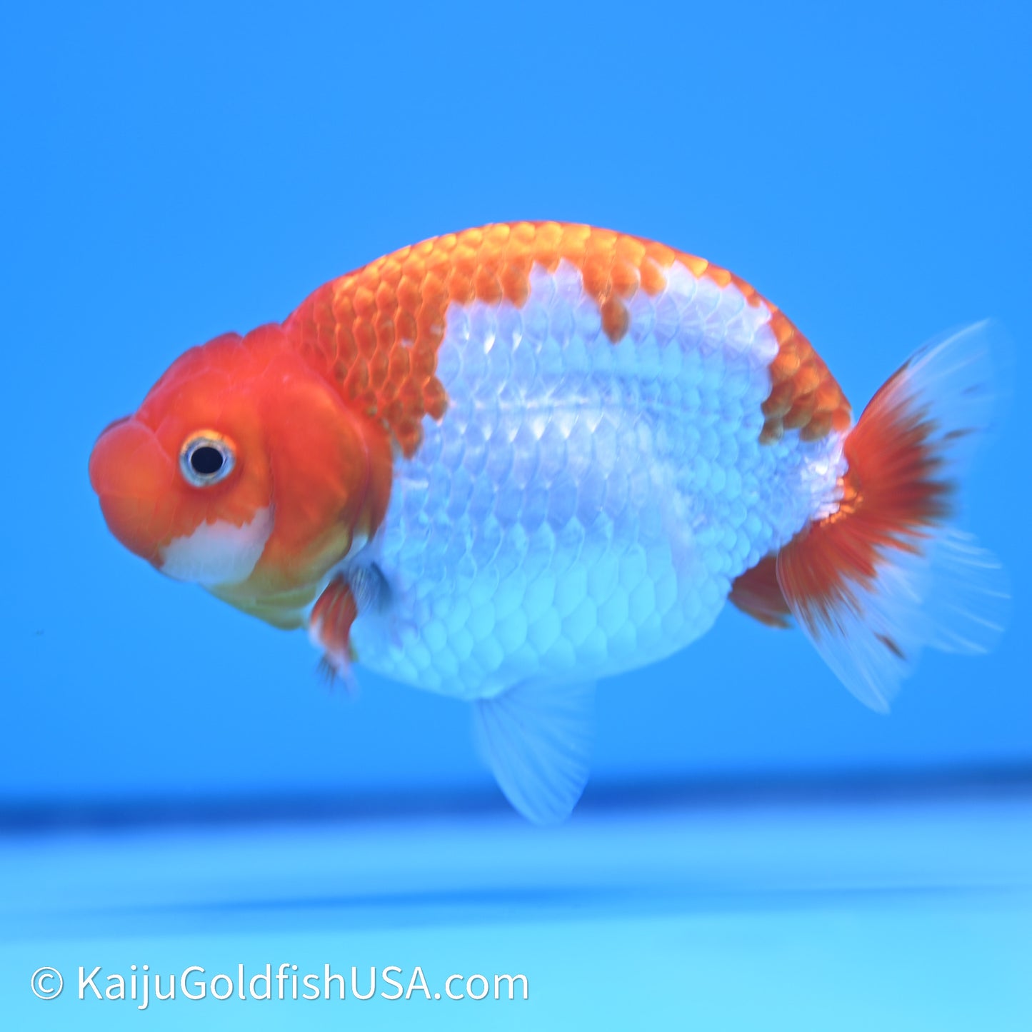 Red White Buffalo Ranchu 4in Body (240621_RC09) - Kaiju Goldfish USA