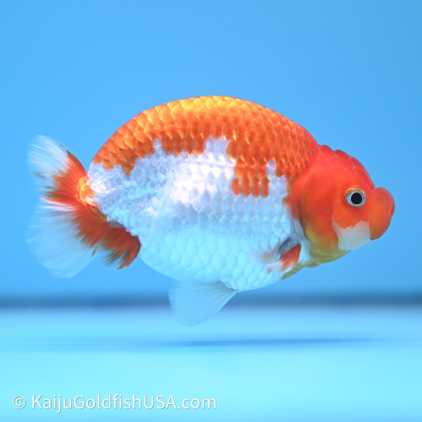 Red White Buffalo Ranchu 4in Body (240621_RC09) - Kaiju Goldfish USA