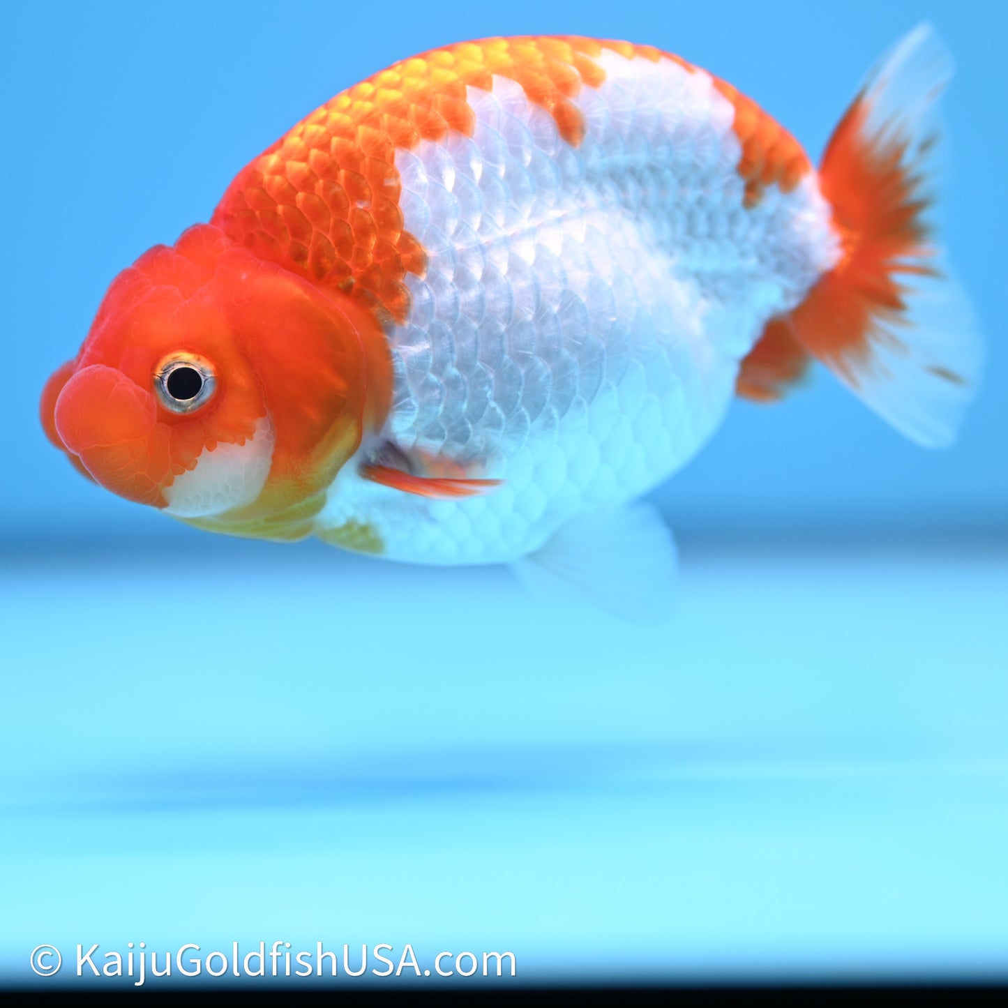 Red White Buffalo Ranchu 4in Body (240621_RC09) - Kaiju Goldfish USA