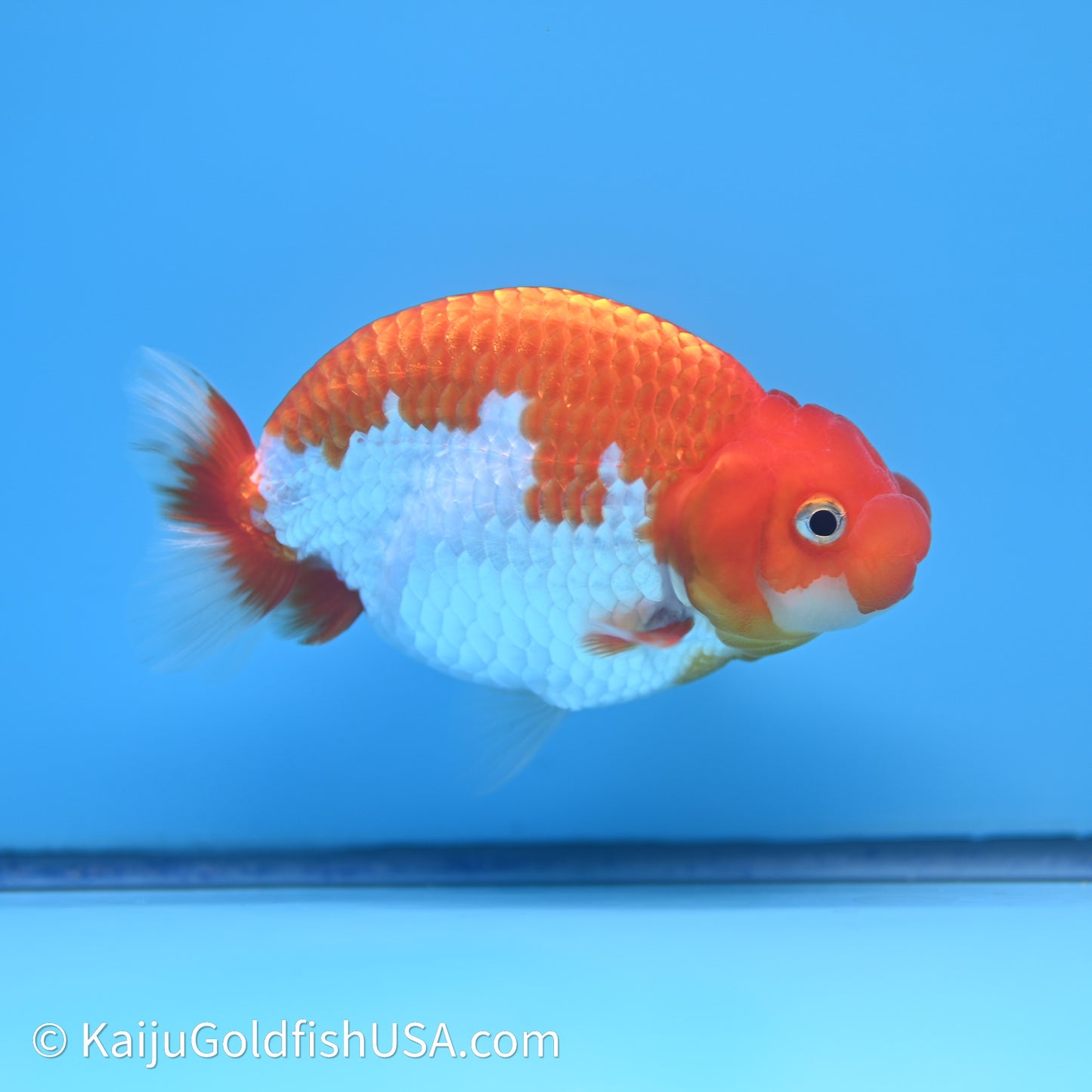 Red White Buffalo Ranchu 4in Body (240621_RC09) - Kaiju Goldfish USA