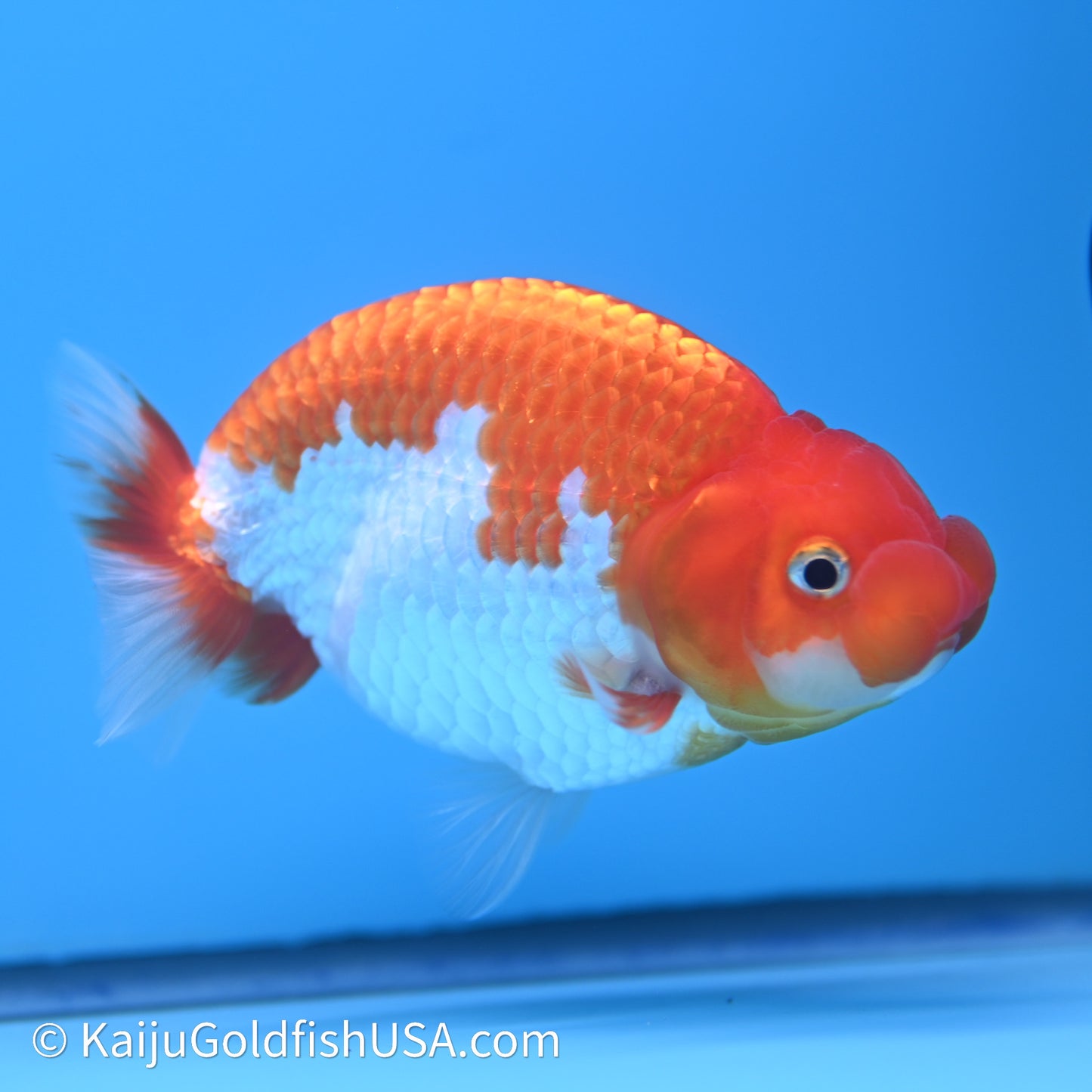 Red White Buffalo Ranchu 4in Body (240621_RC09) - Kaiju Goldfish USA
