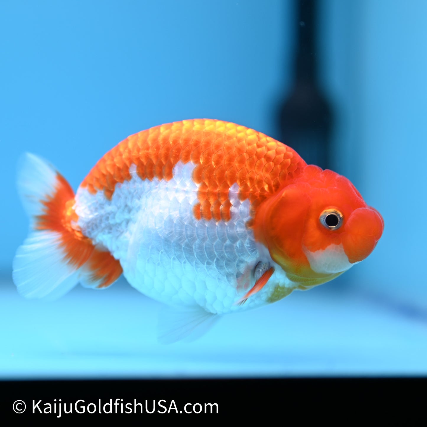 Red White Buffalo Ranchu 4in Body (240621_RC09) - Kaiju Goldfish USA
