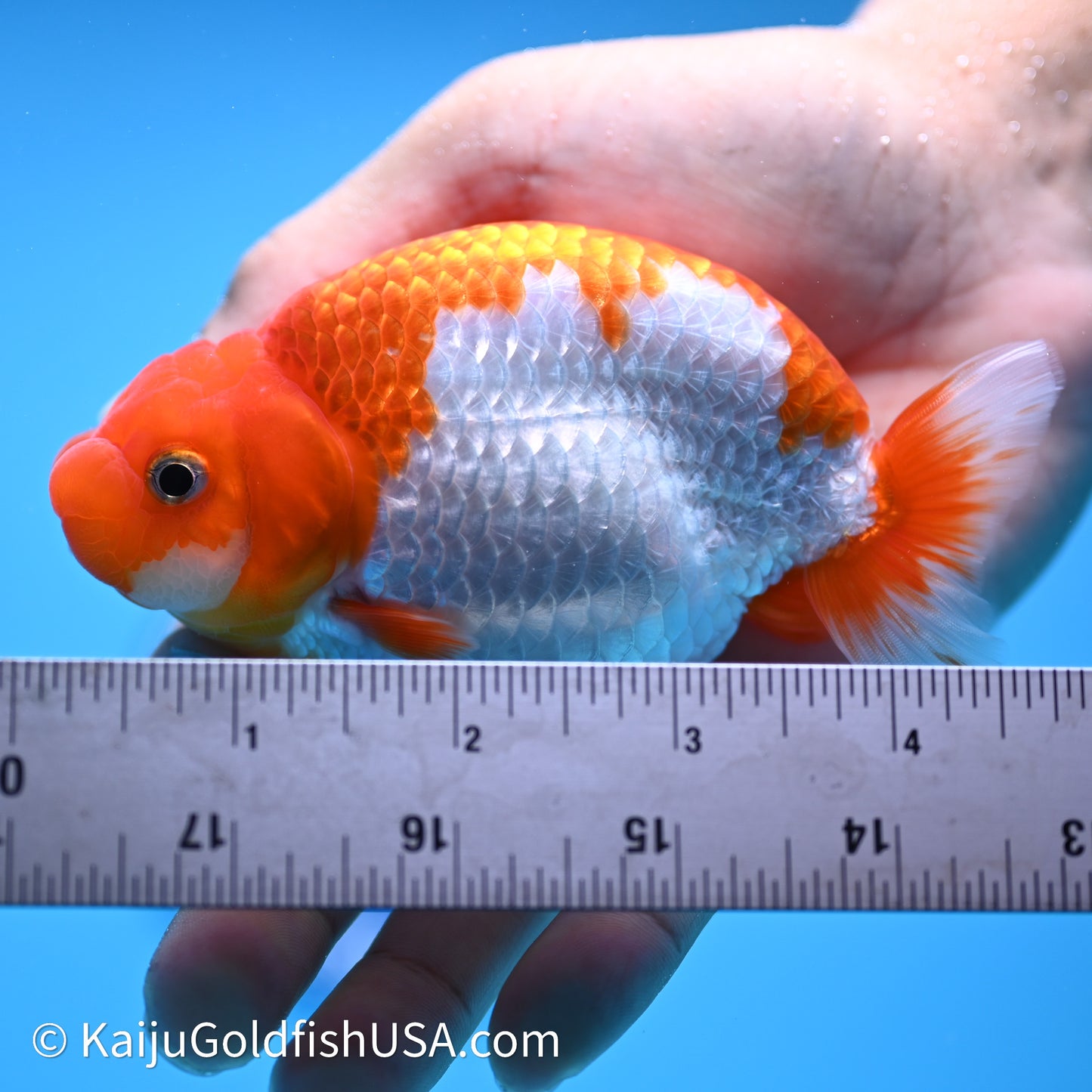 Red White Buffalo Ranchu 4in Body (240621_RC09) - Kaiju Goldfish USA