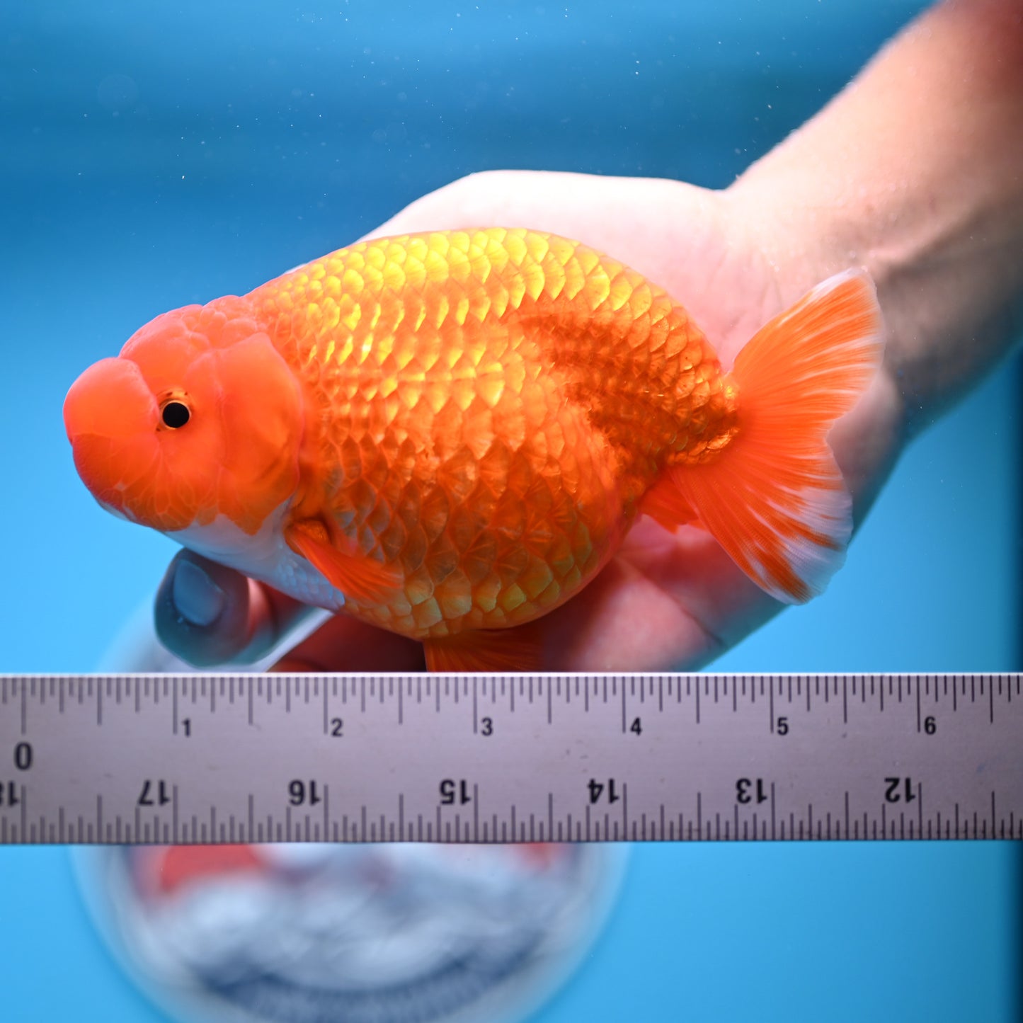 Red White Buffalo Ranchu 4-5 in (241011_RC09) - Kaiju Goldfish USA