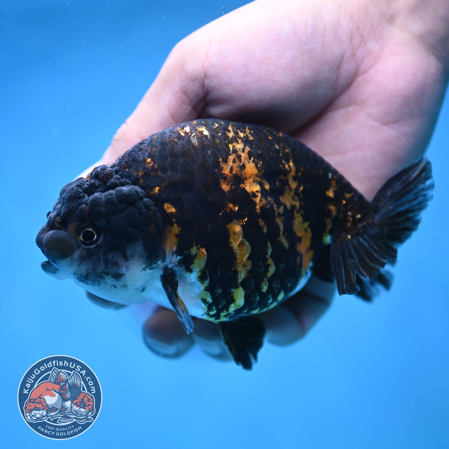 Tiger Ranchu 4.5 inch Body (250905_RC09)