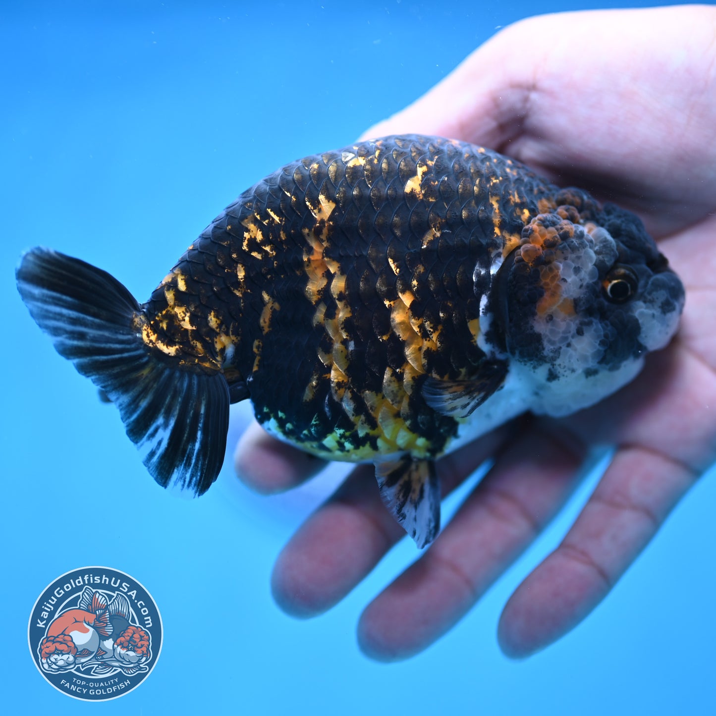 Tiger Ranchu 4.5 inch Body (250905_RC09)