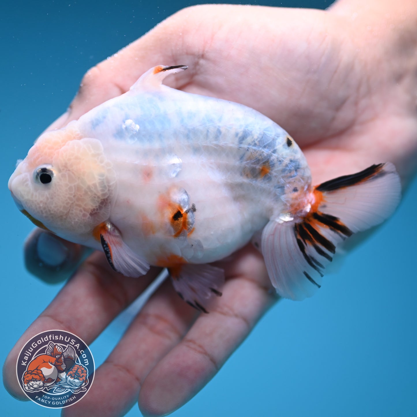 Ink Wash Sharkfin Ranchu / Sharkchu 4 inch Body (250919_RC09)