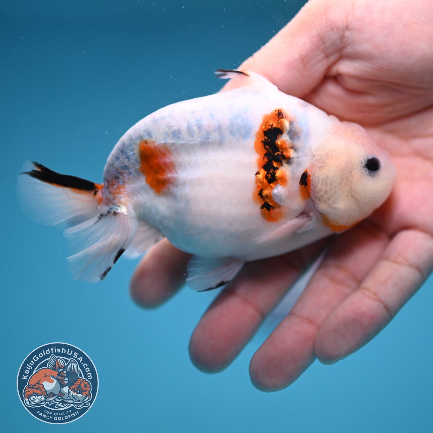 Ink Wash Sharkfin Ranchu / Sharkchu 4 inch Body (250919_RC09)