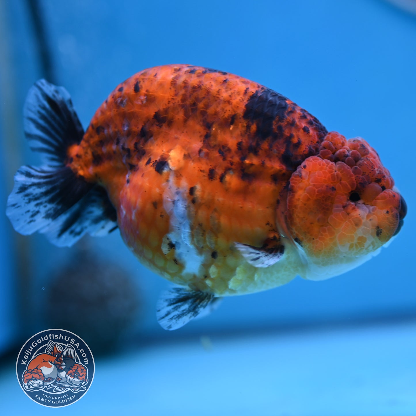 Tiger Ranchu 4 inches Body (250502_RC10)