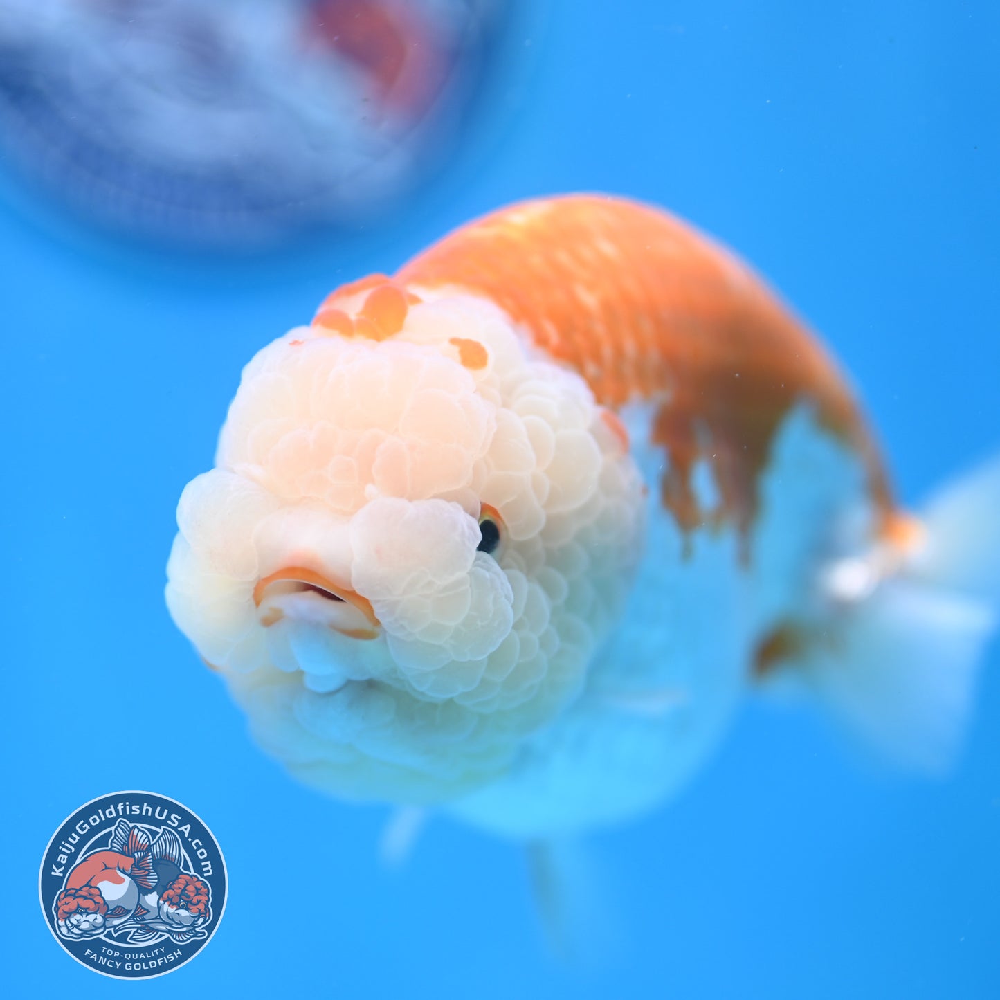 AAA Grade Jumbo Red White Lionchu/Ranchu 5 inch Body (250905_RC10)