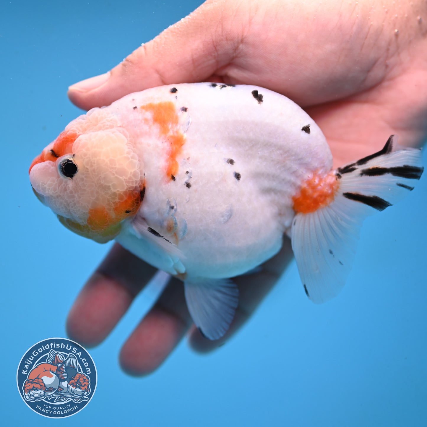 Tricolor Sakura Ranchu 4 inch Body (251003_RC10)