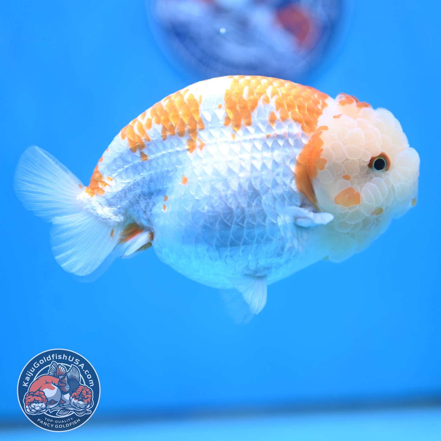 AAA Grade Jumbo Red White Lionchu/Ranchu 5 inch Body (250905_RC10)