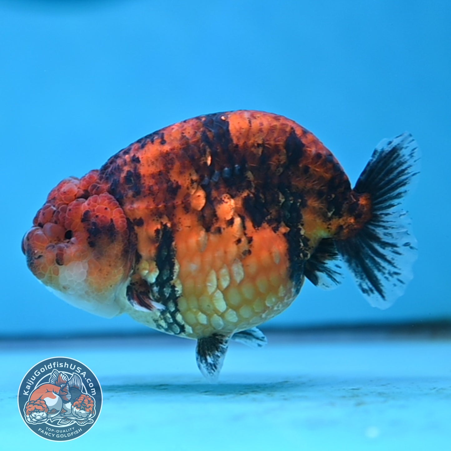 Tiger Ranchu 4 inches Body (250502_RC10)
