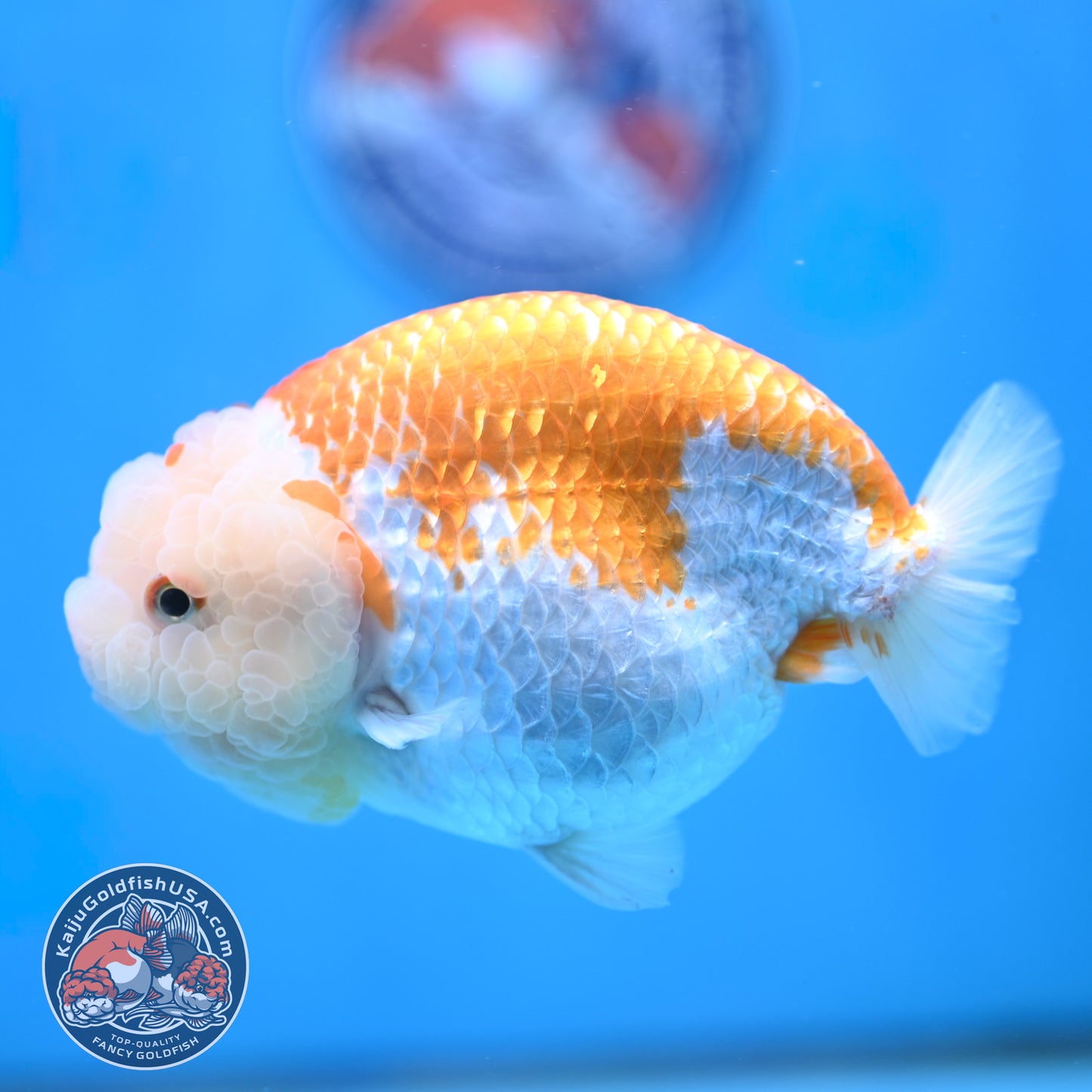 AAA Grade Jumbo Red White Lionchu/Ranchu 5 inch Body (250905_RC10)