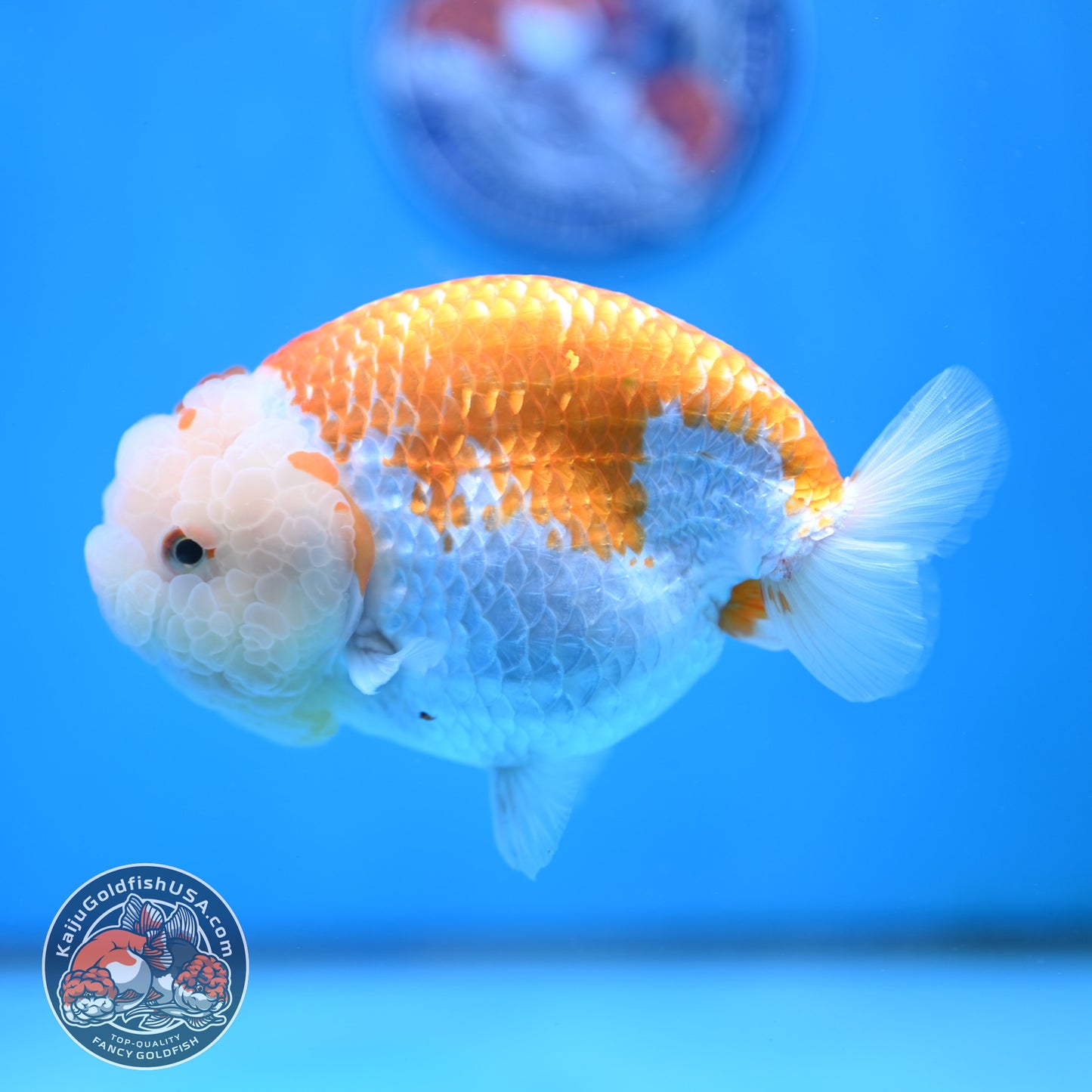 AAA Grade Jumbo Red White Lionchu/Ranchu 5 inch Body (250905_RC10)