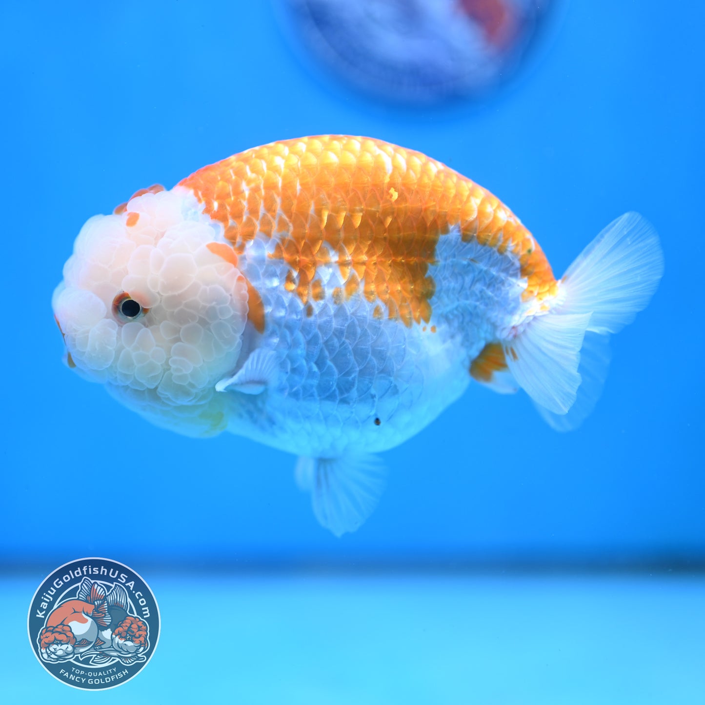 AAA Grade Jumbo Red White Lionchu/Ranchu 5 inch Body (250905_RC10)