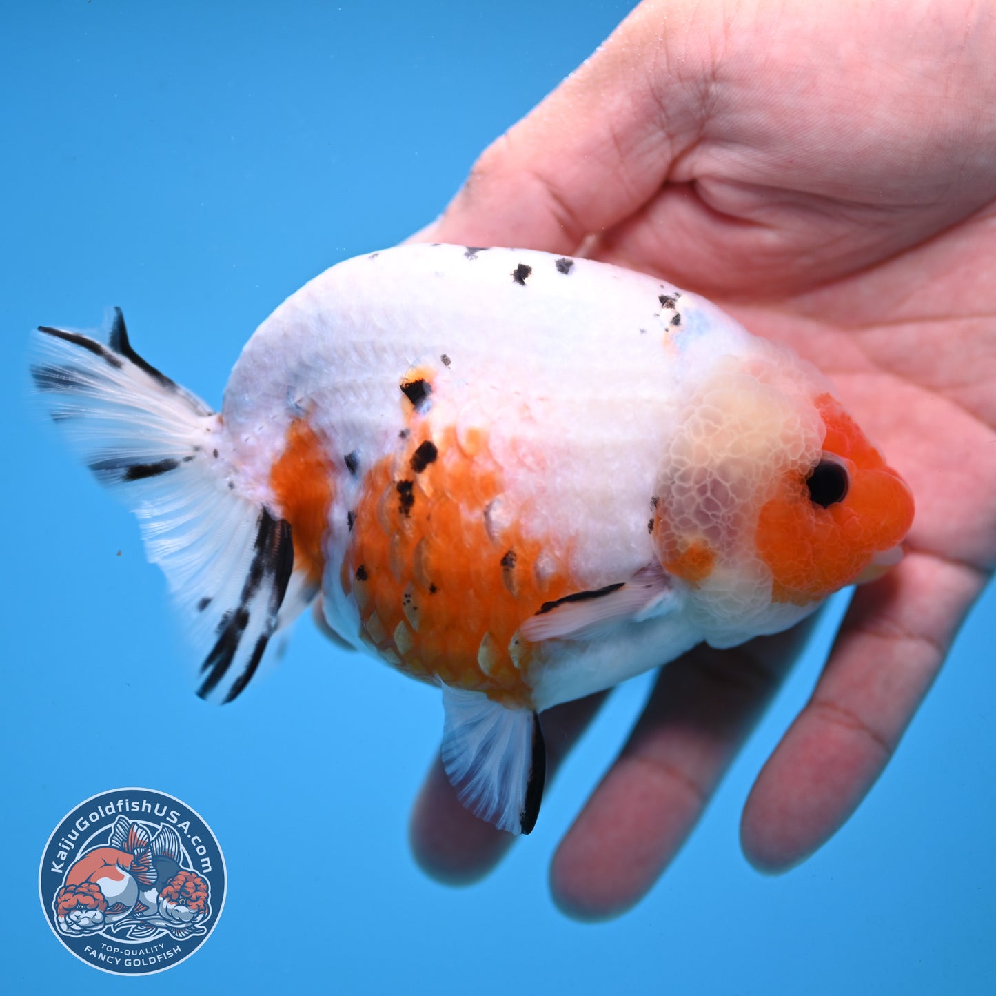 Tricolor Sakura Ranchu 4 inch Body (251003_RC10)