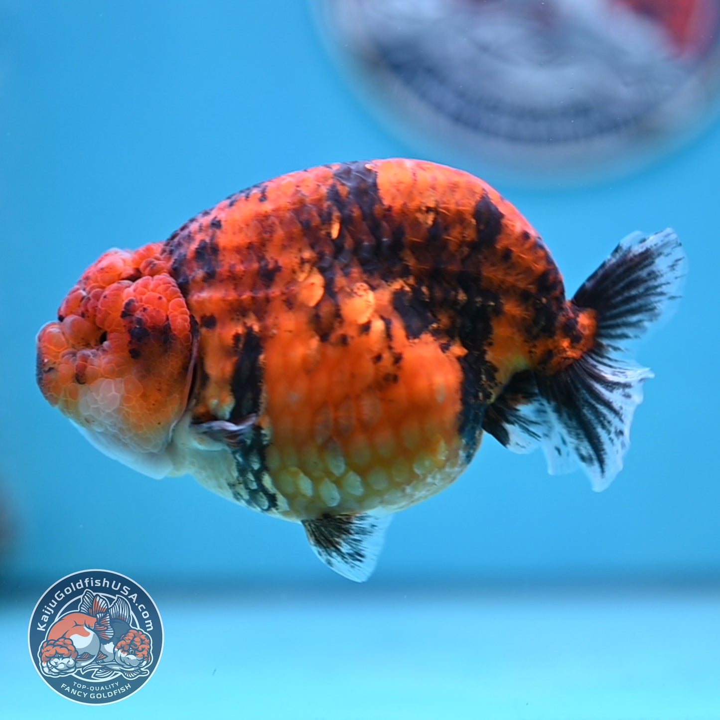 Tiger Ranchu 4 inches Body (250502_RC10)