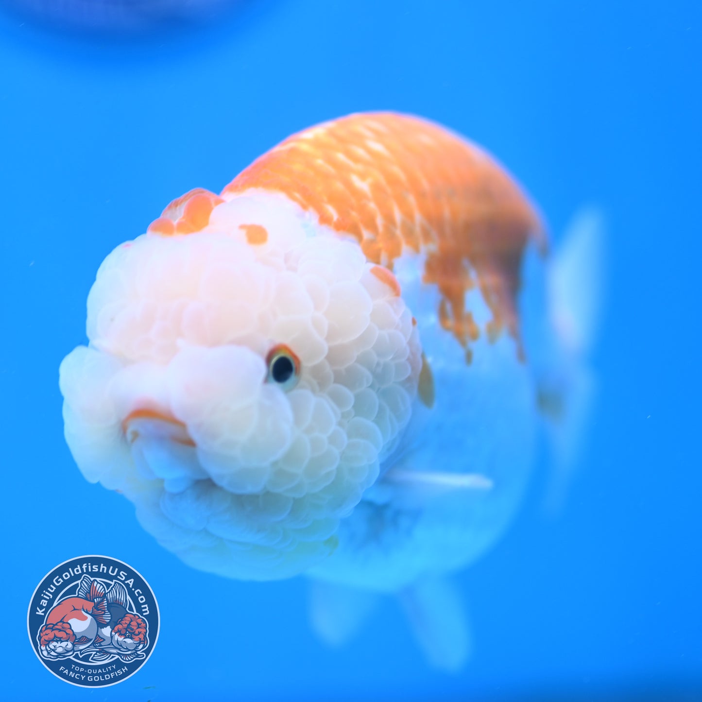 AAA Grade Jumbo Red White Lionchu/Ranchu 5 inch Body (250905_RC10)