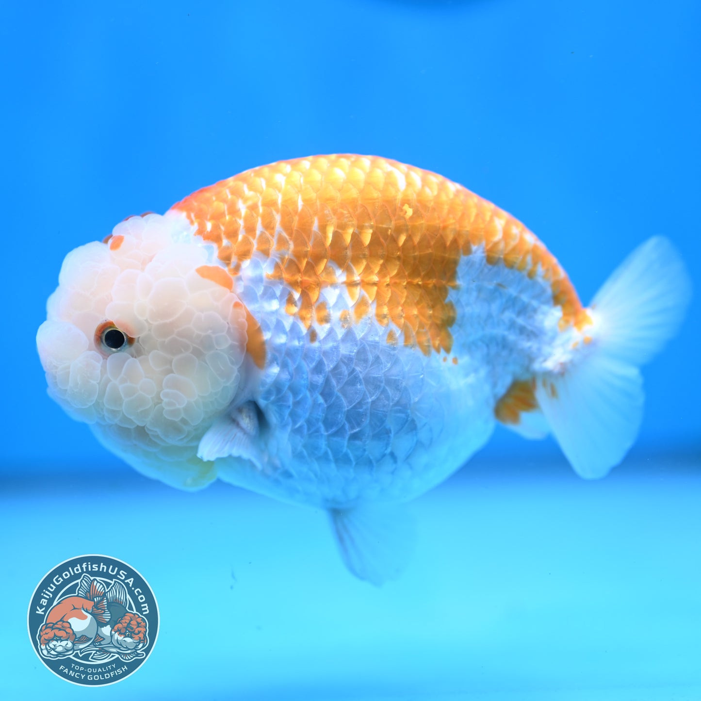 AAA Grade Jumbo Red White Lionchu/Ranchu 5 inch Body (250905_RC10)