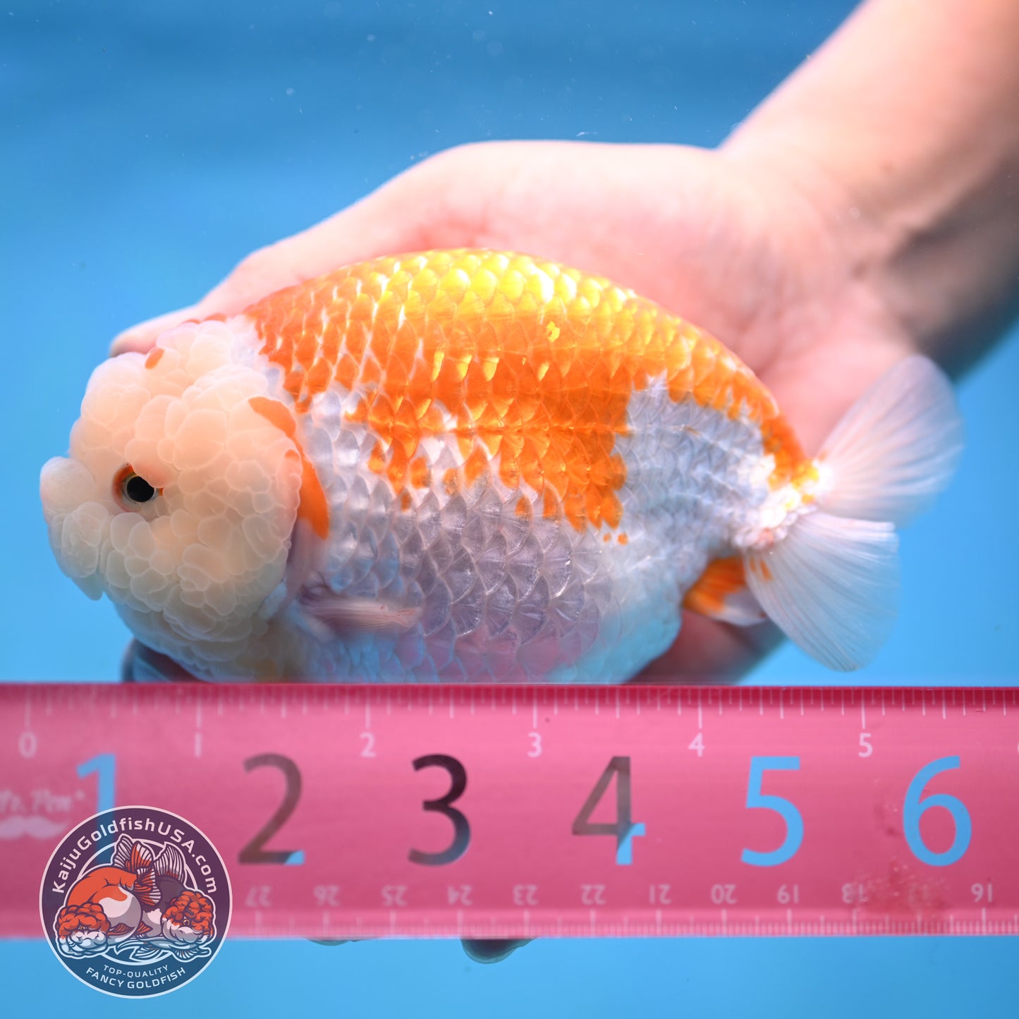 AAA Grade Jumbo Red White Lionchu/Ranchu 5 inch Body (250905_RC10)