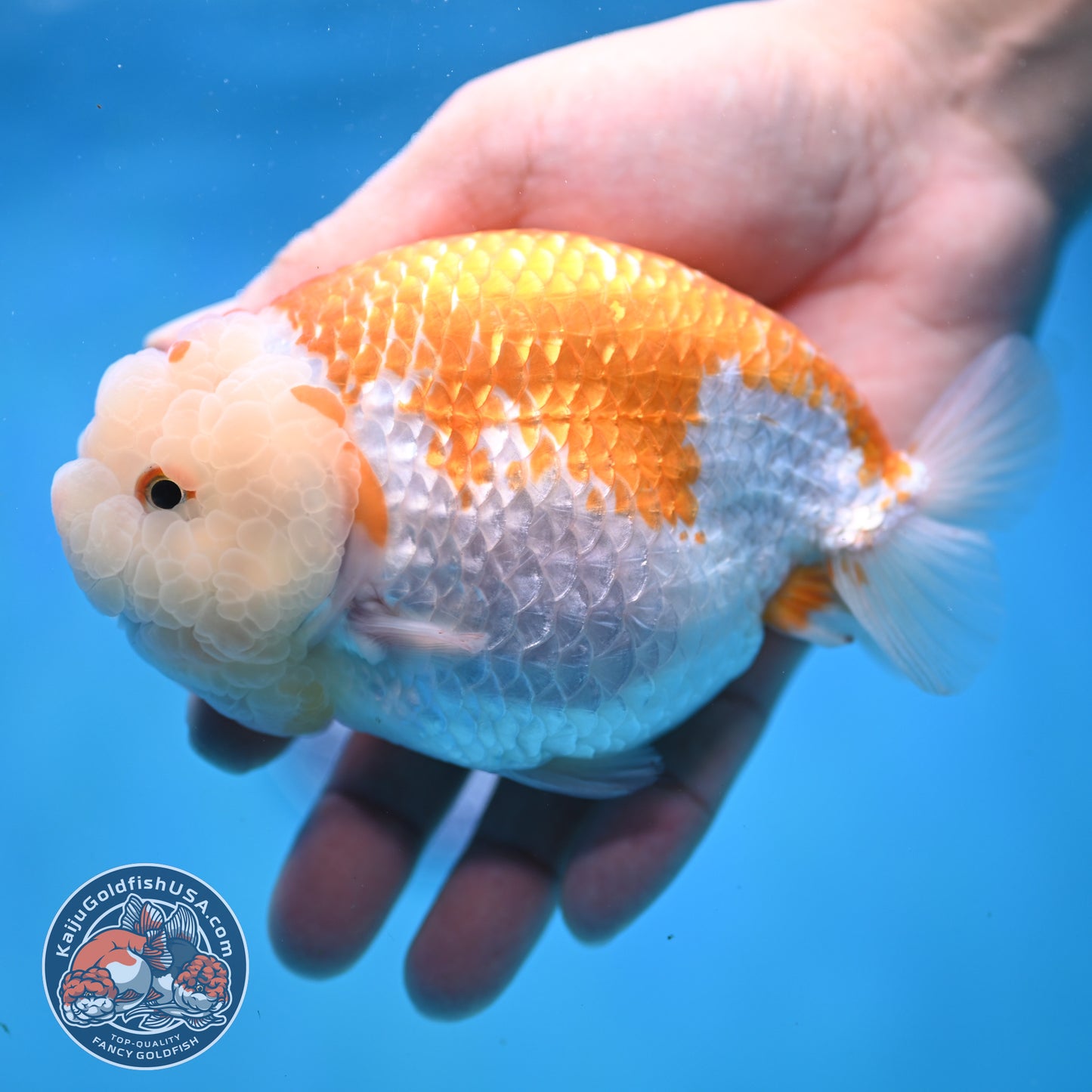 AAA Grade Jumbo Red White Lionchu/Ranchu 5 inch Body (250905_RC10)