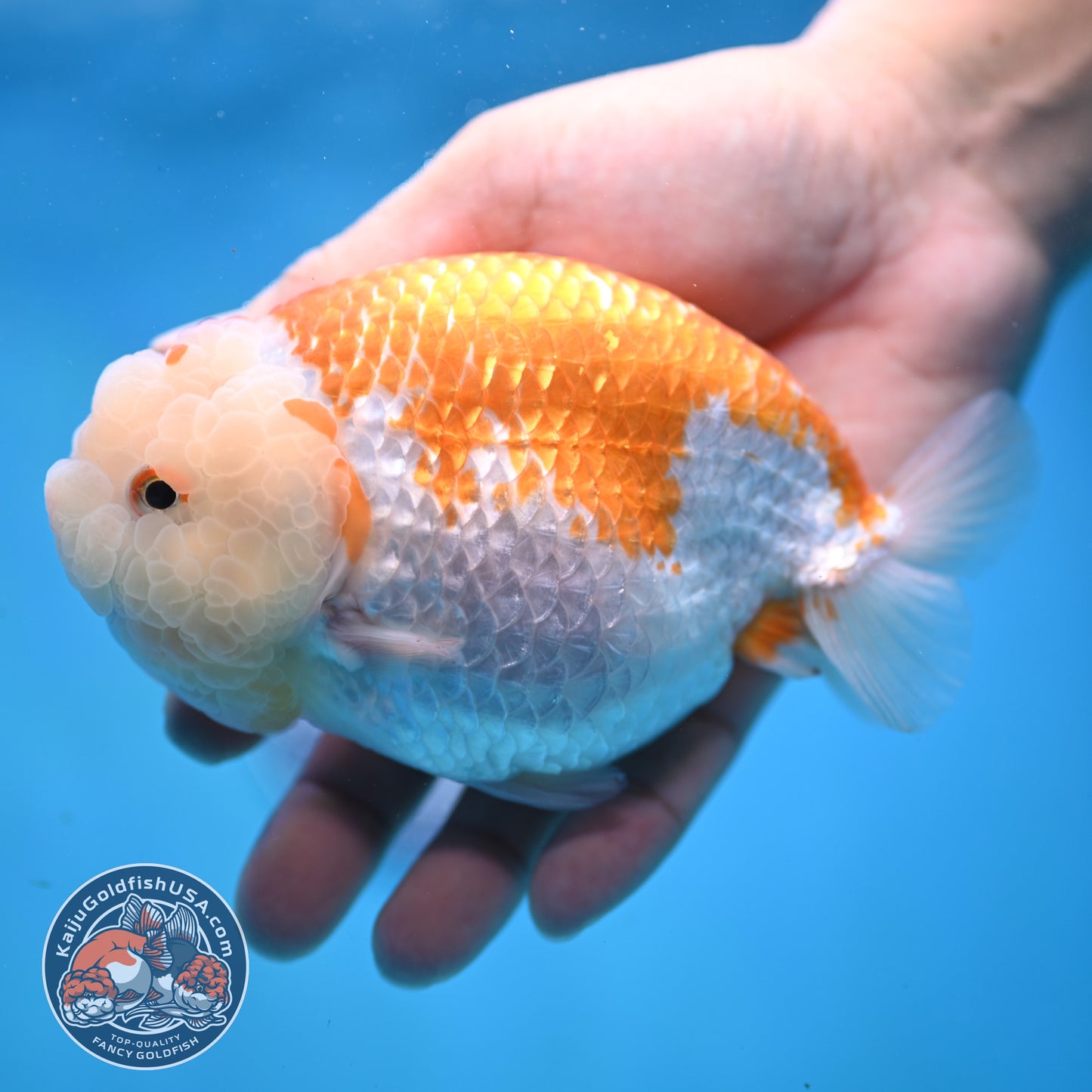 AAA Grade Jumbo Red White Lionchu/Ranchu 5 inch Body (250905_RC10)