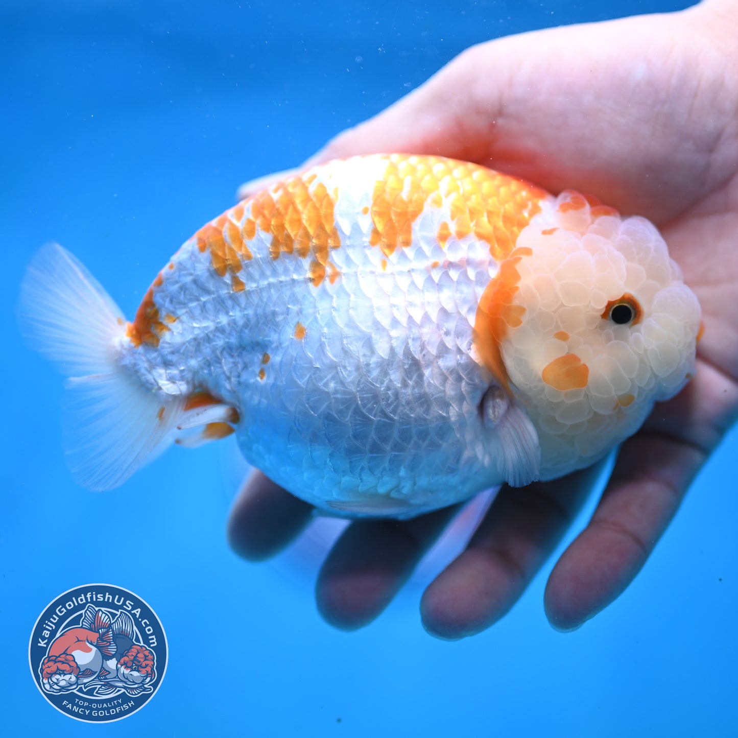 AAA Grade Jumbo Red White Lionchu/Ranchu 5 inch Body (250905_RC10)