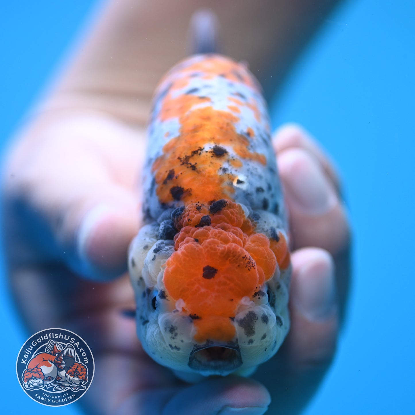 Tricolor Ranchu 5 inch Body (250815_RC10)