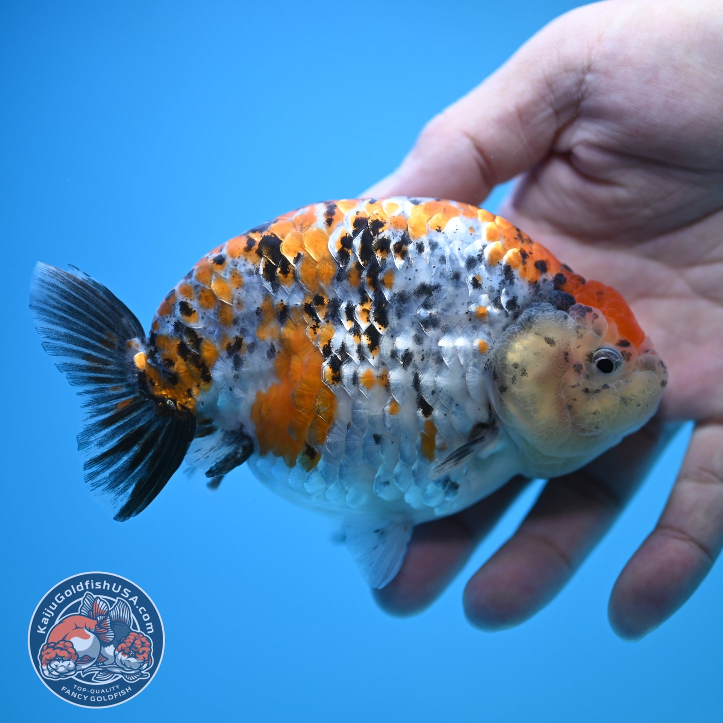 Tricolor Ranchu 5 inch Body (250815_RC10)