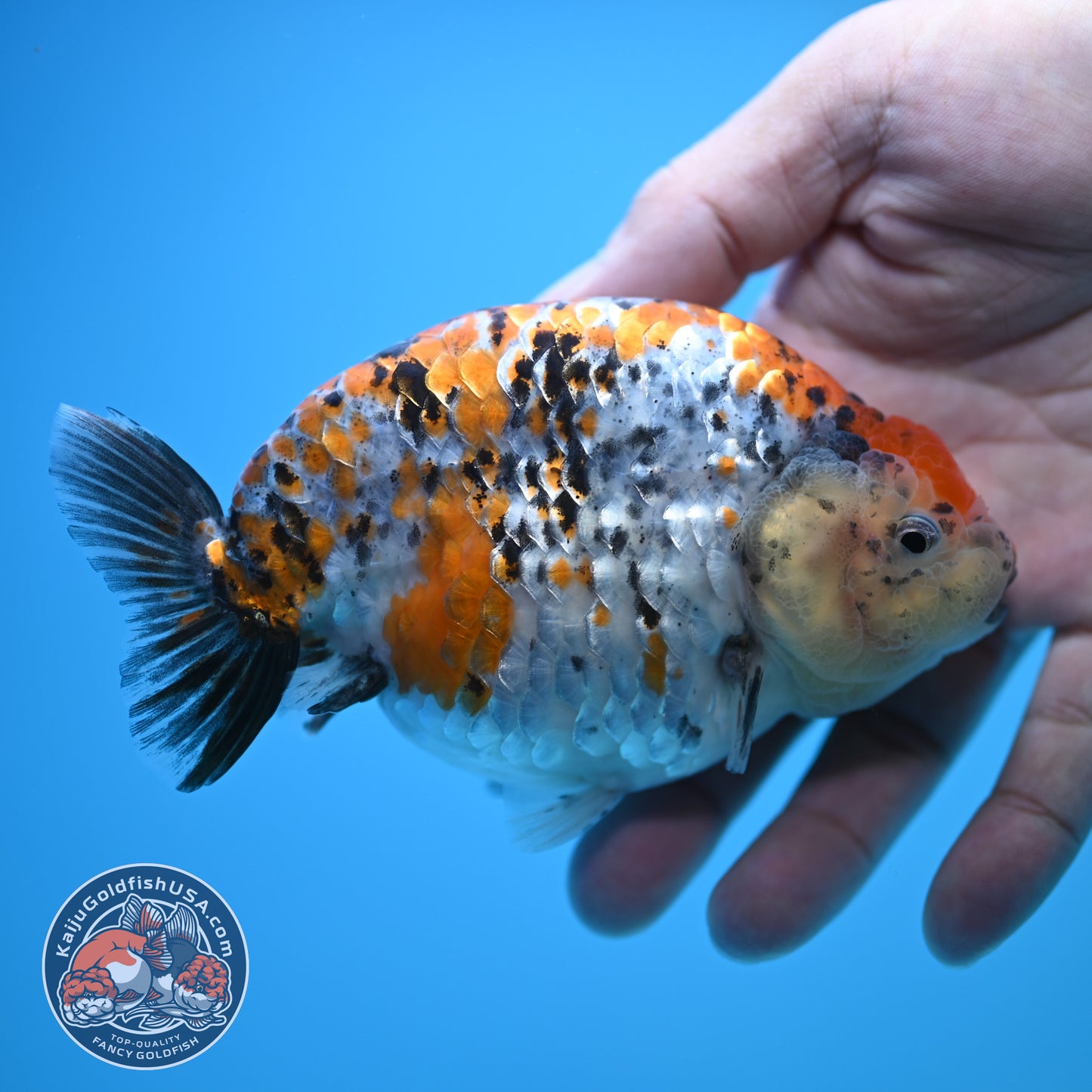 Tricolor Ranchu 5 inch Body (250815_RC10)