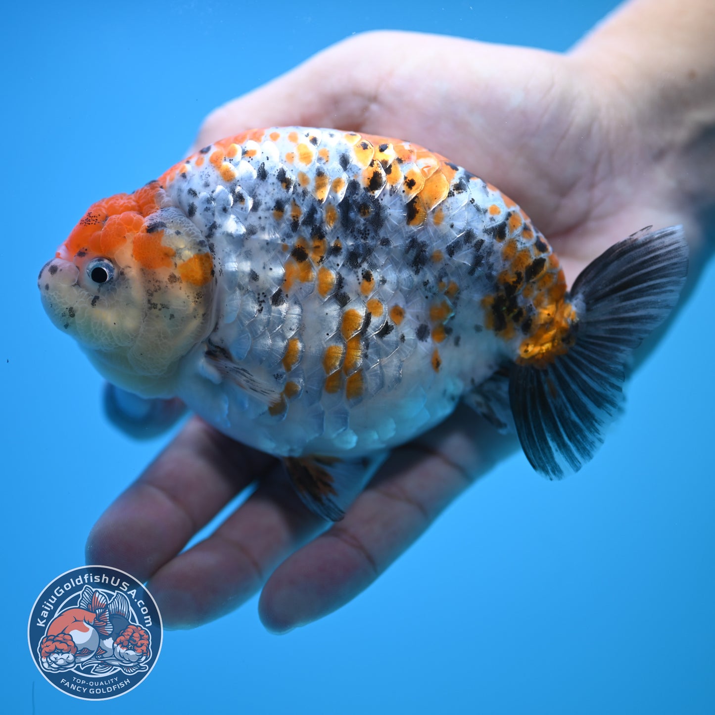 Tricolor Ranchu 5 inch Body (250815_RC10)