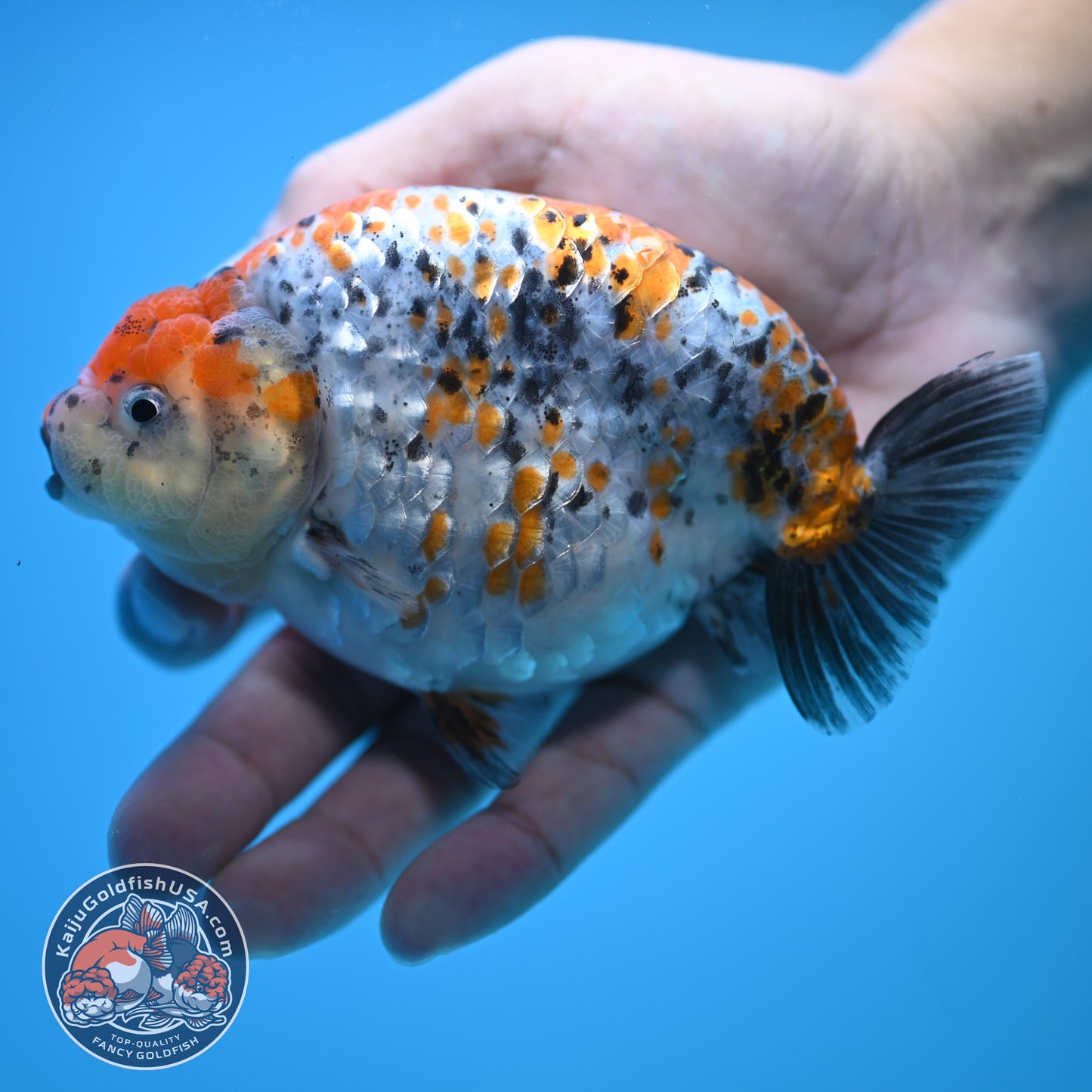 Tricolor Ranchu 5 inch Body (250815_RC10)
