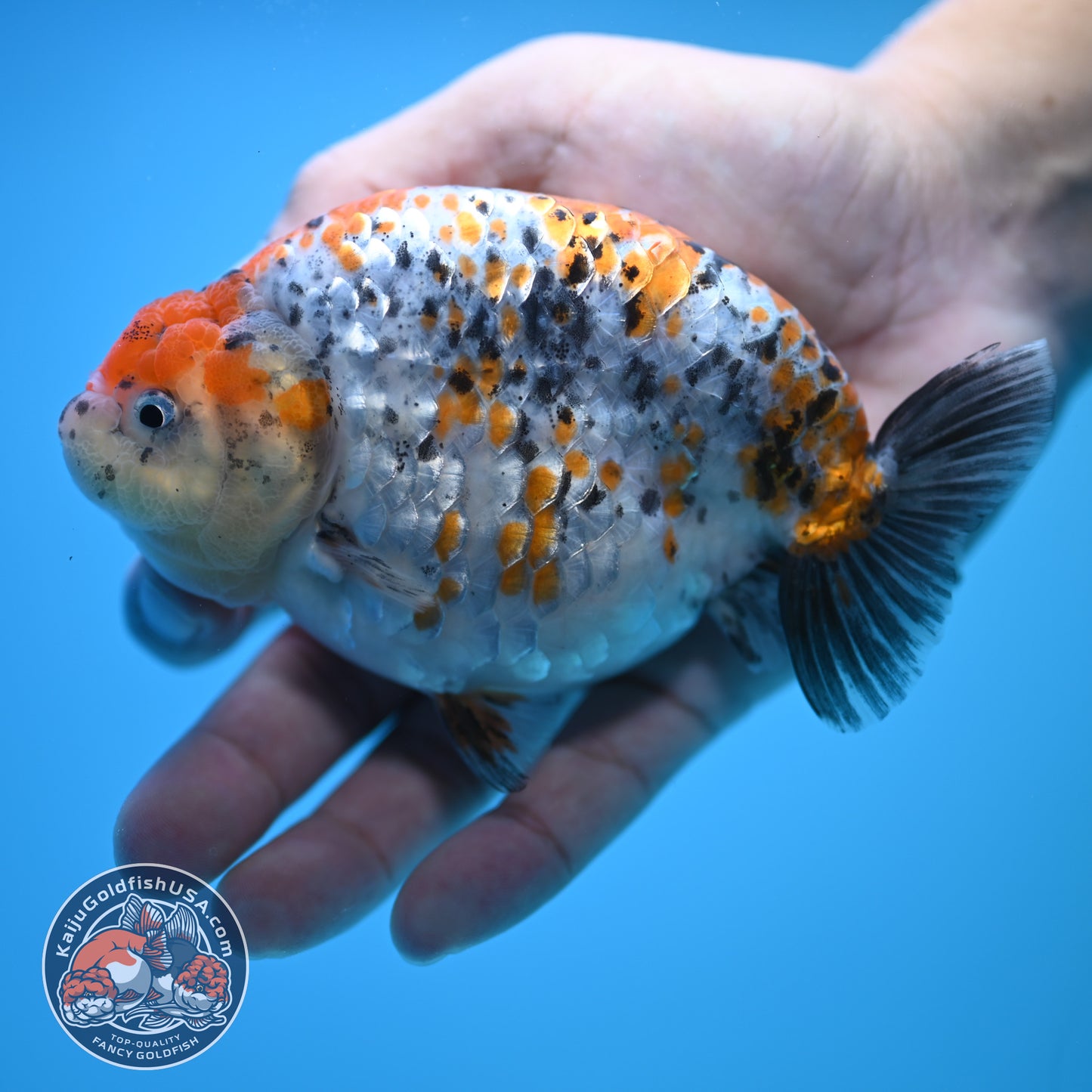 Tricolor Ranchu 5 inch Body (250815_RC10)
