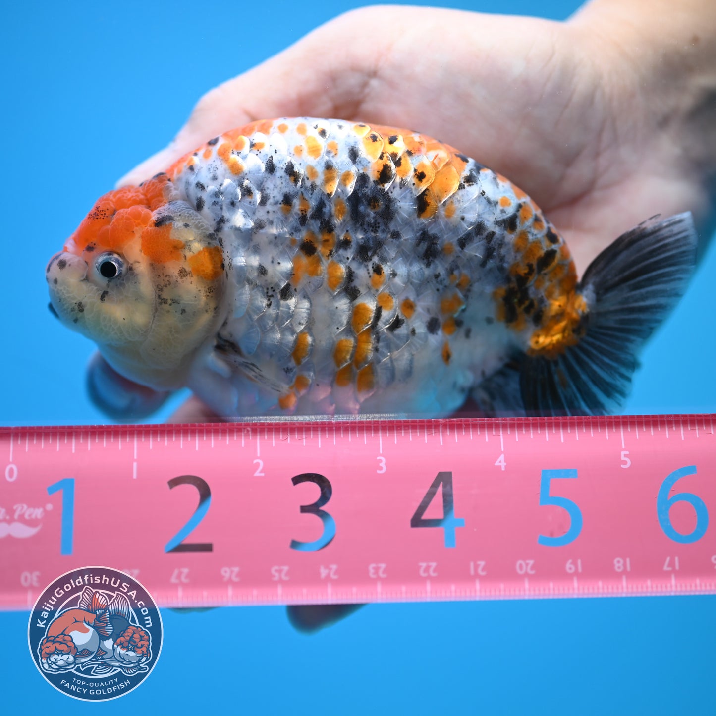 Tricolor Ranchu 5 inch Body (250815_RC10)