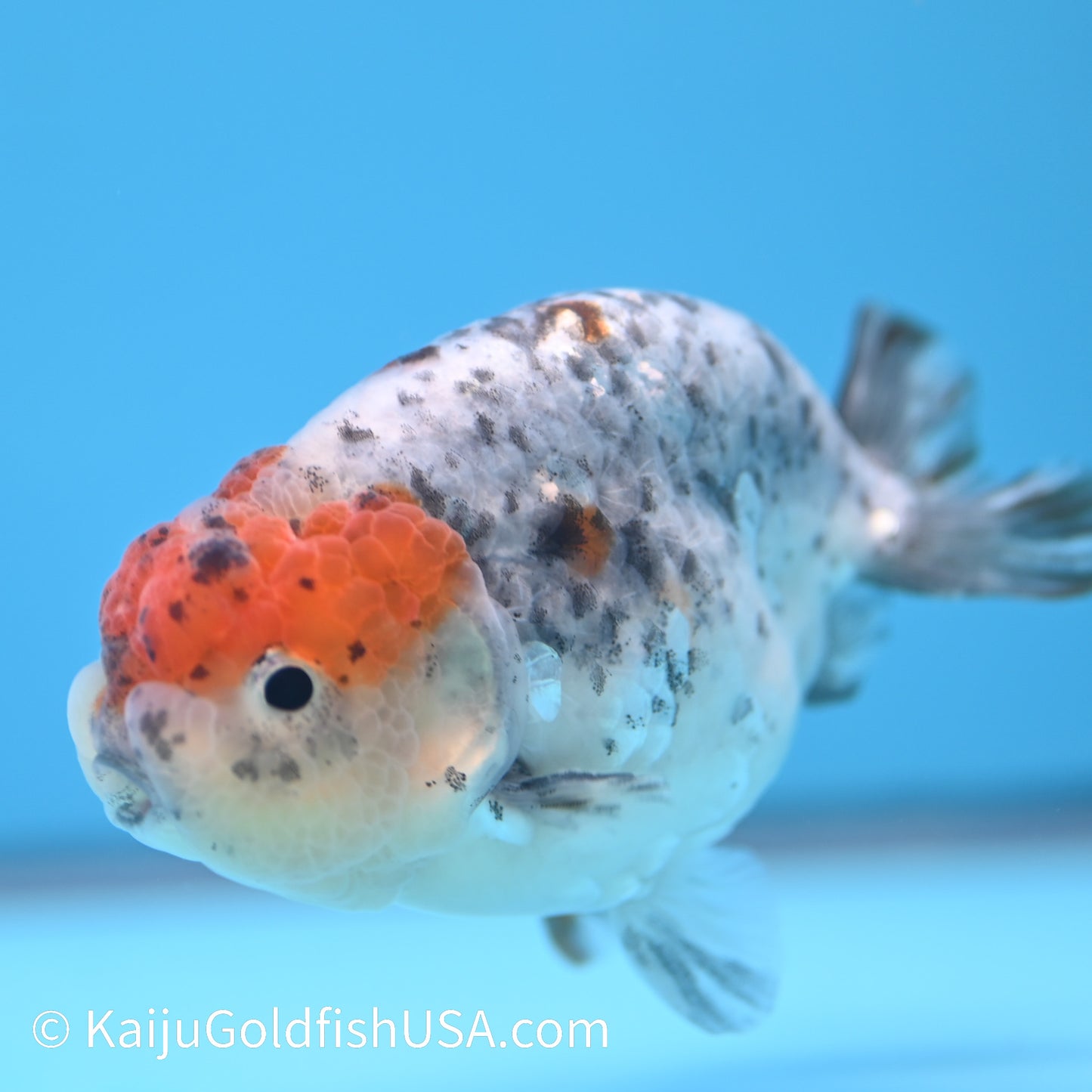 Blue Based Kirin Ranchu 3.5-4 inches (240301_RC10) - Kaiju Goldfish USA