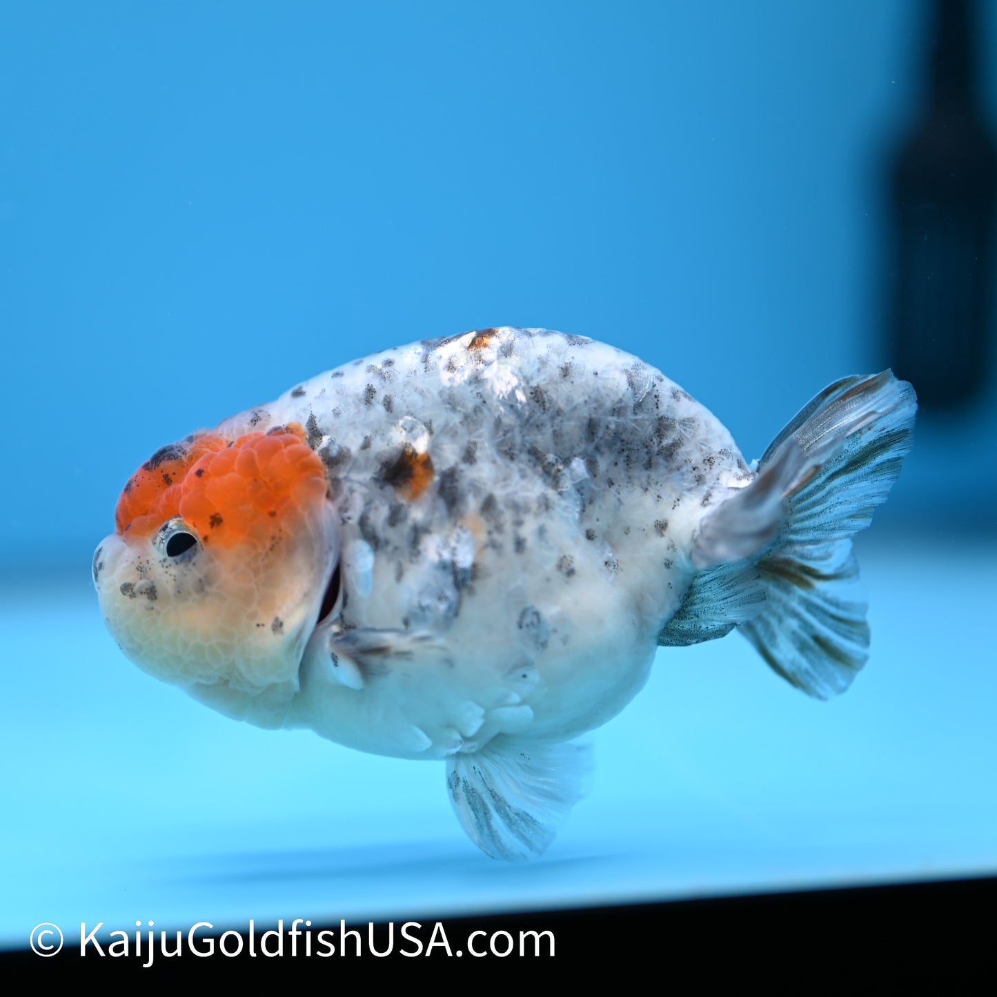 Blue Based Kirin Ranchu 3.5-4 inches (240301_RC10) - Kaiju Goldfish USA