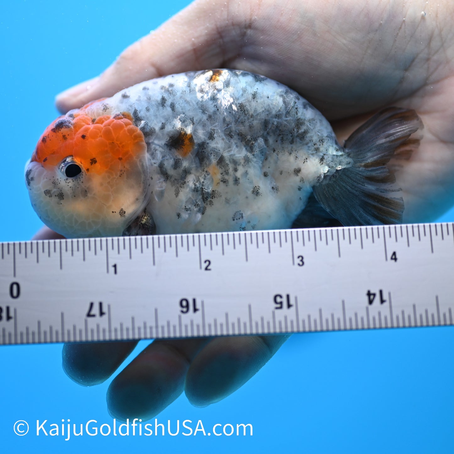 Blue Based Kirin Ranchu 3.5-4 inches (240301_RC10) - Kaiju Goldfish USA