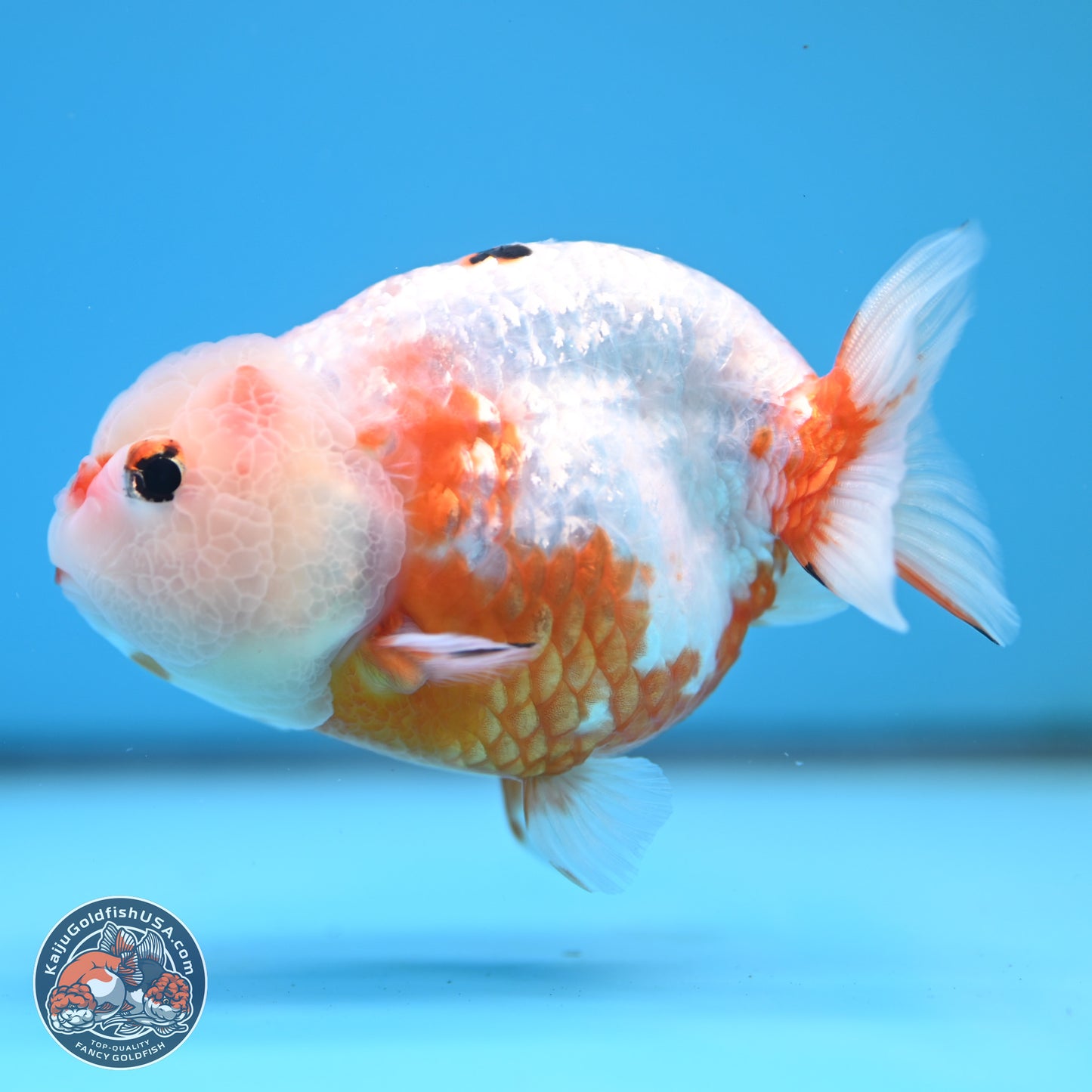 Tricolor Ranchu 4 inches Body - Female (250404_RC11)