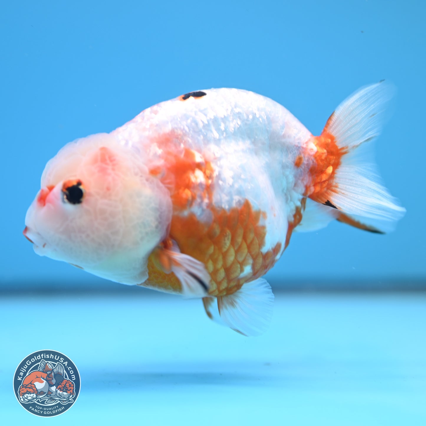 Tricolor Ranchu 4 inches Body - Female (250404_RC11)
